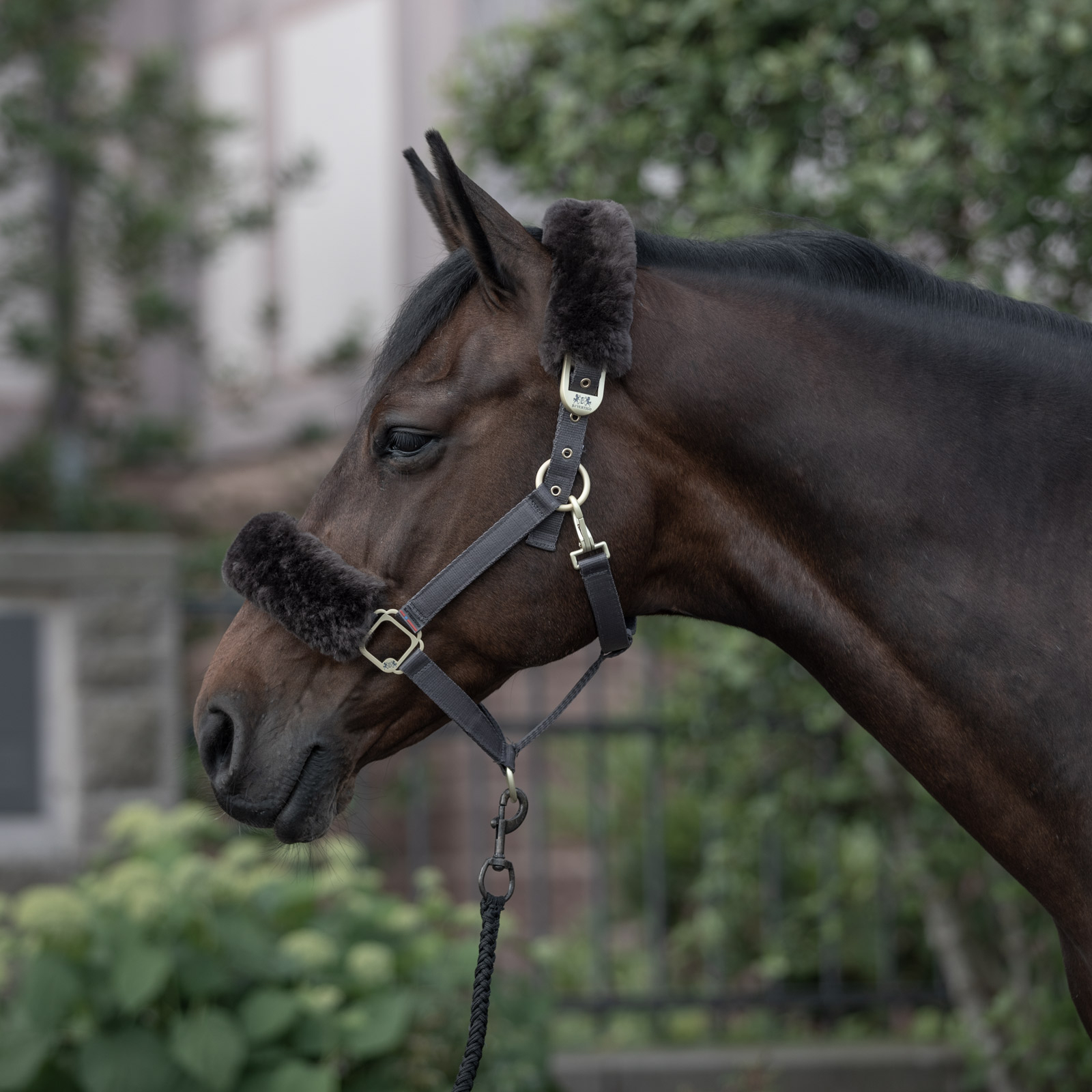 Licol B Vertigo Laurier avec peau de mouton