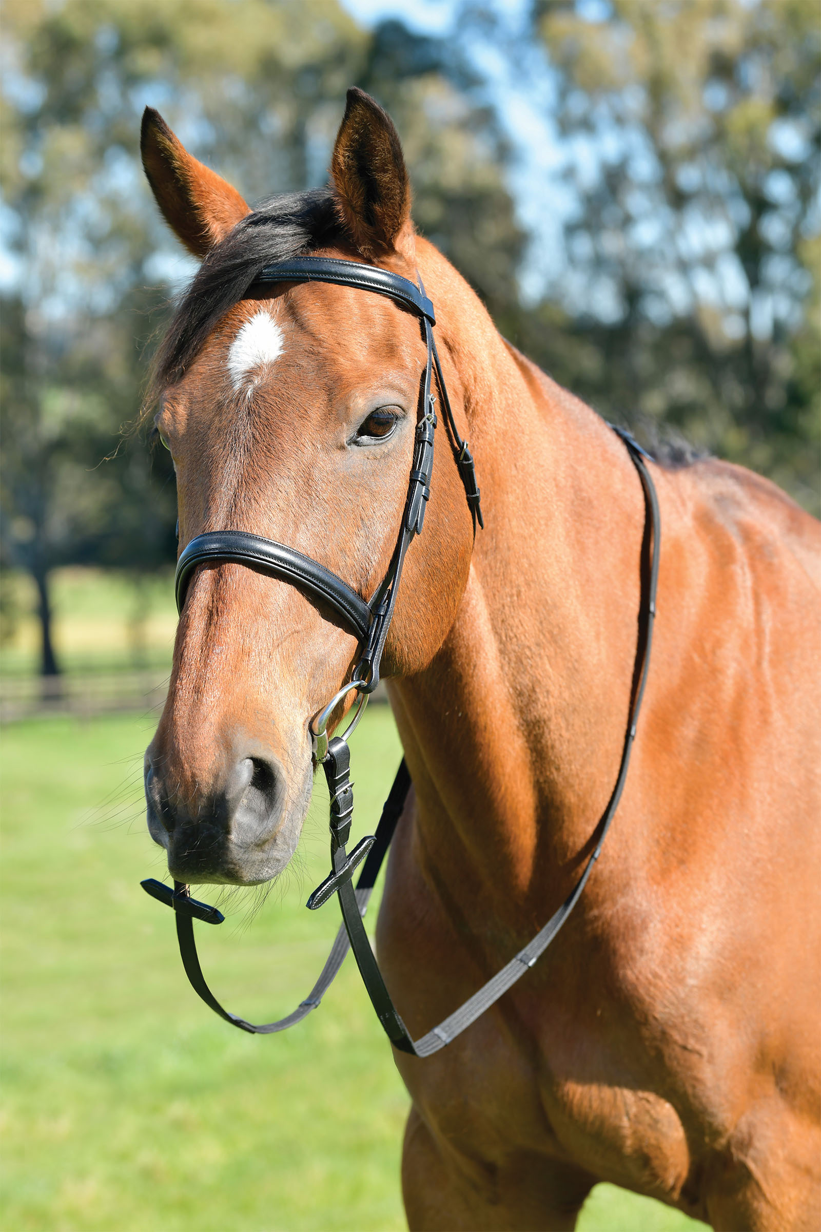 Kincade Classic bride simple avec muserolle anglaise bombée et rênes