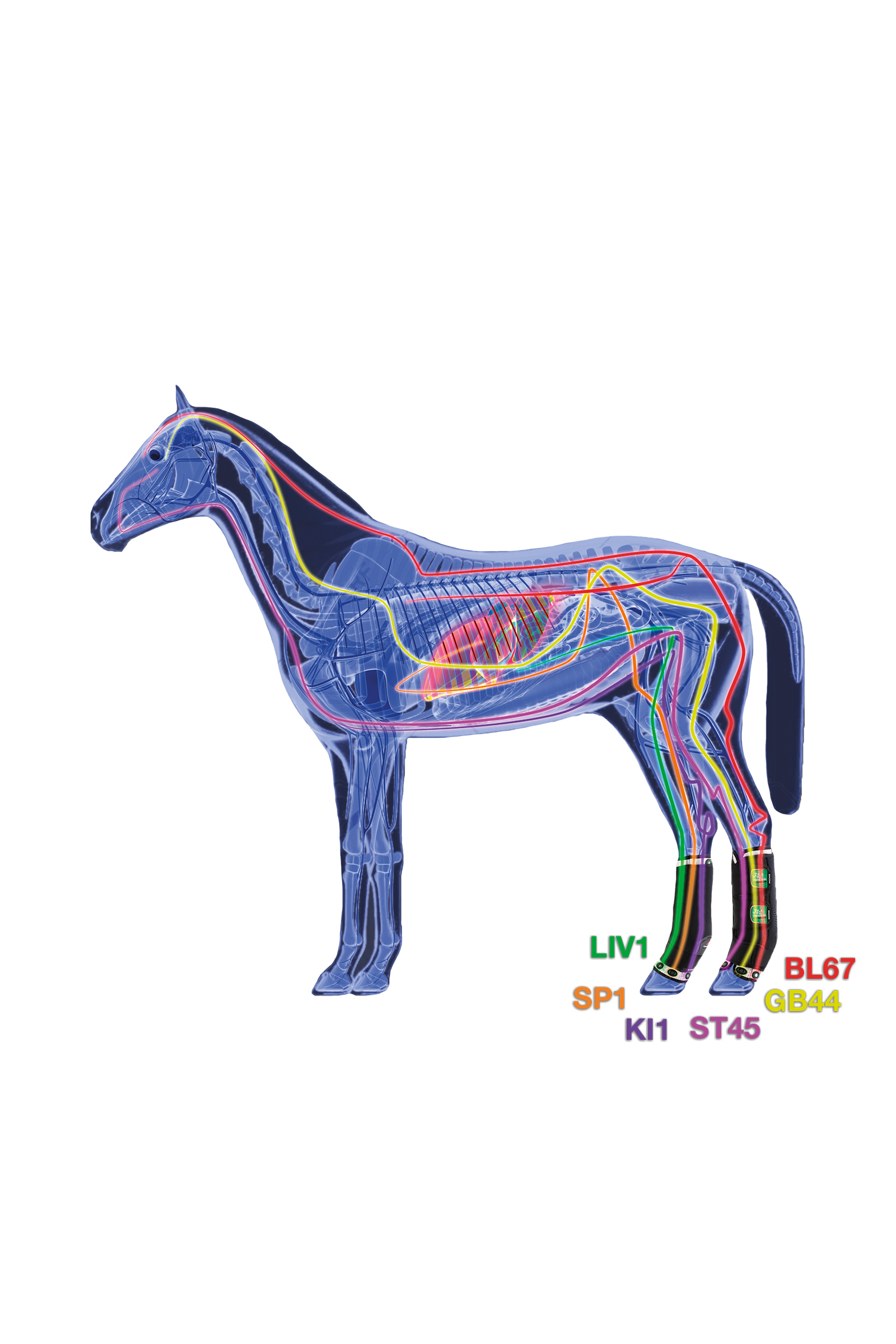 Zandona Therapeutic Wellness Support Boot Air gu&ecirc;tres magn&eacute;tiques, post&eacute;rieures