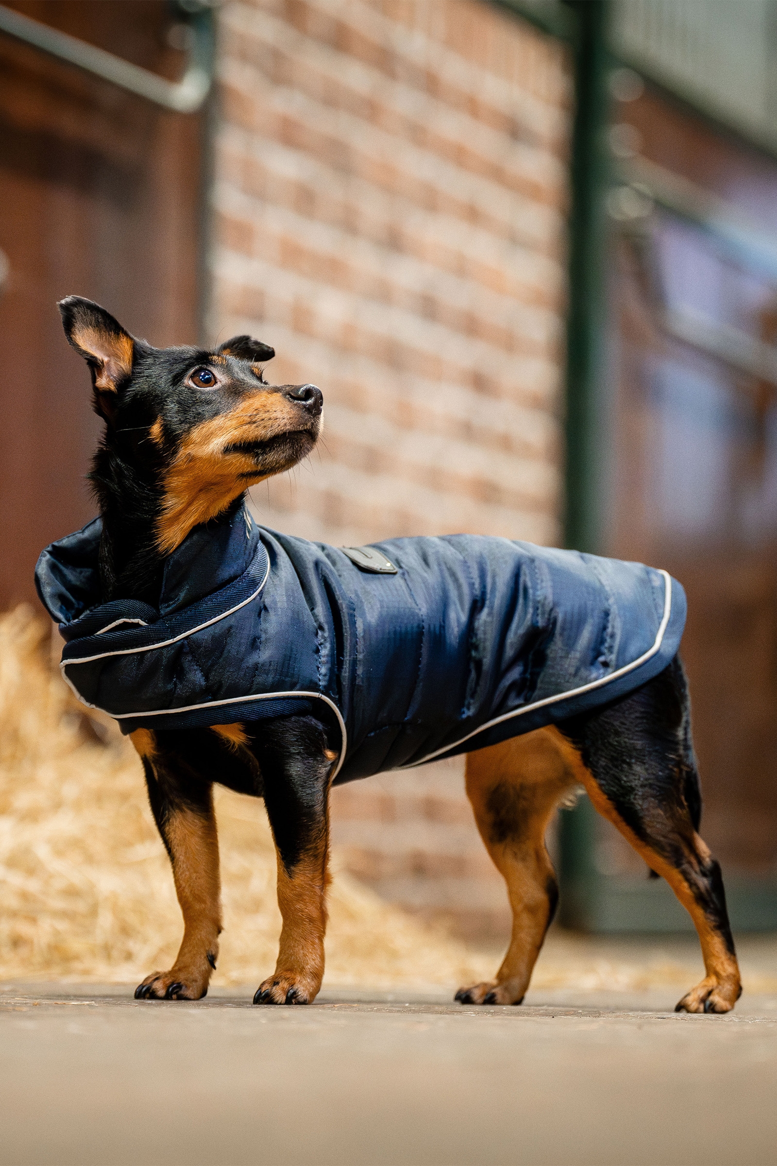 Navy Manteau pour chien Horseware Signature
