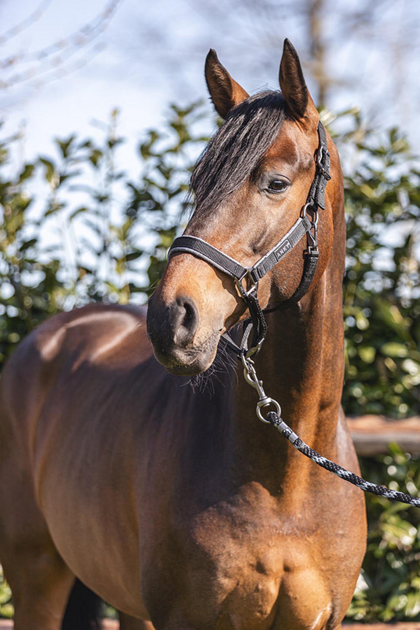 ANKY Licol de pansage