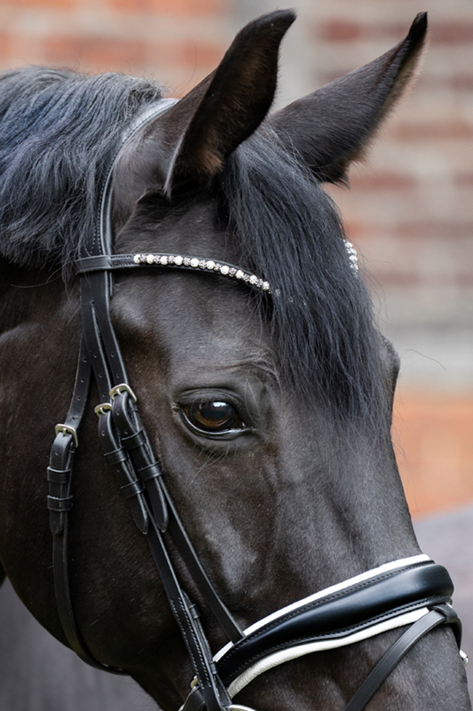 Frontal Kavalkade Pila