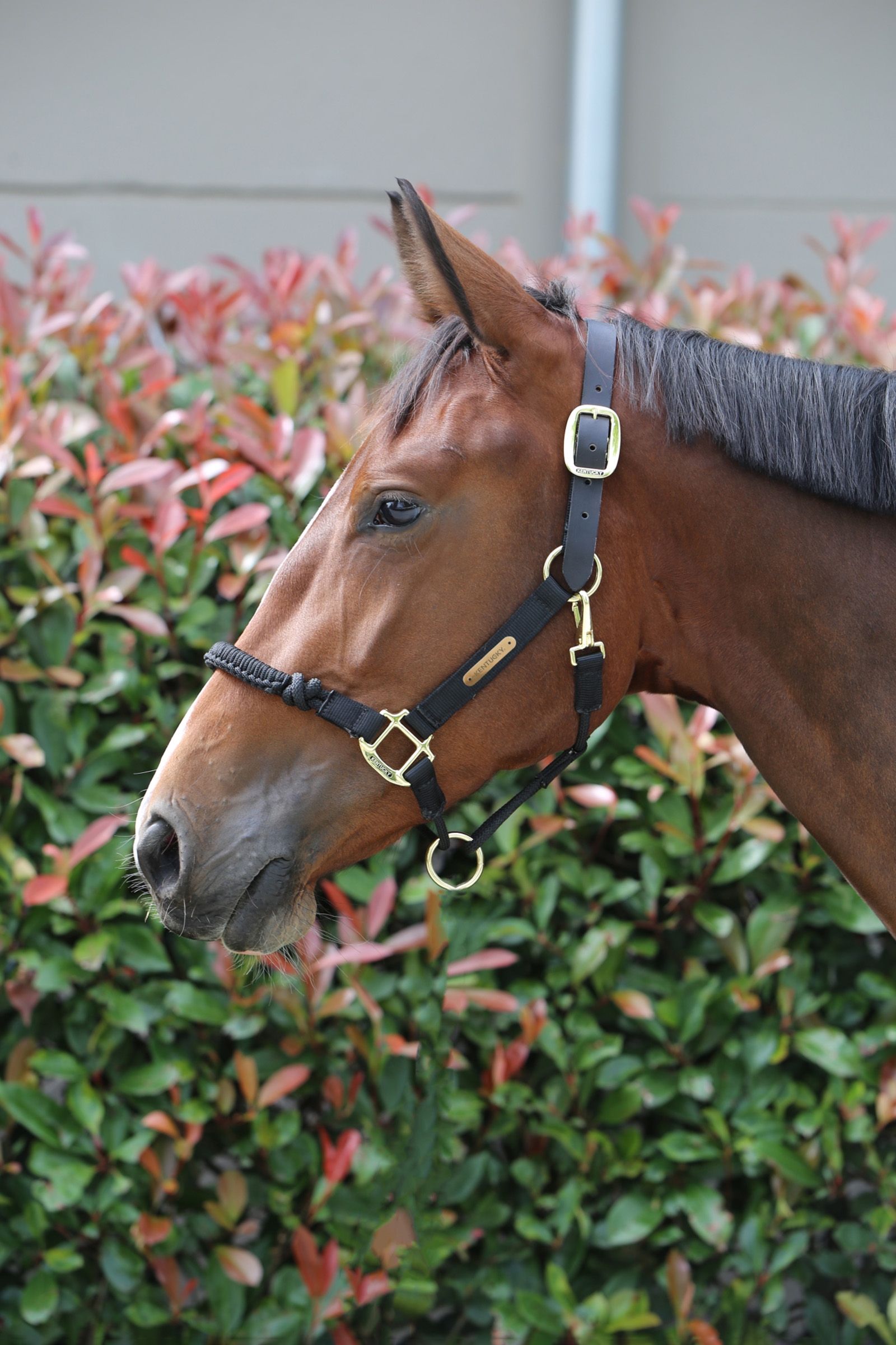 Licol Kentucky HorsewearContrôle