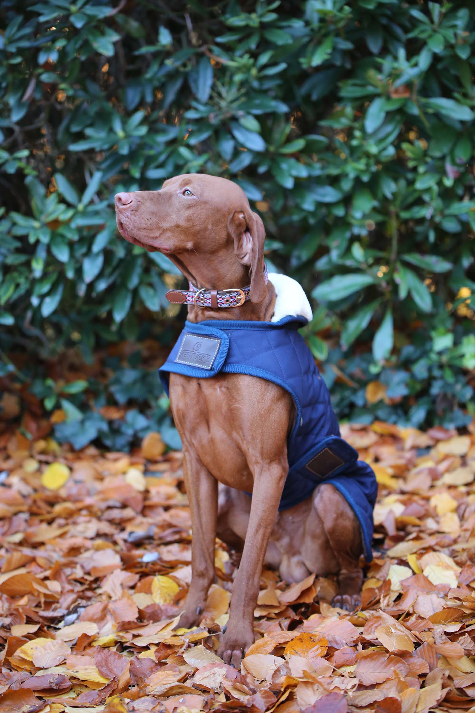 Manteau pour chien Kentucky Dogwear