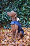 Manteau pour chien Kentucky Dogwear