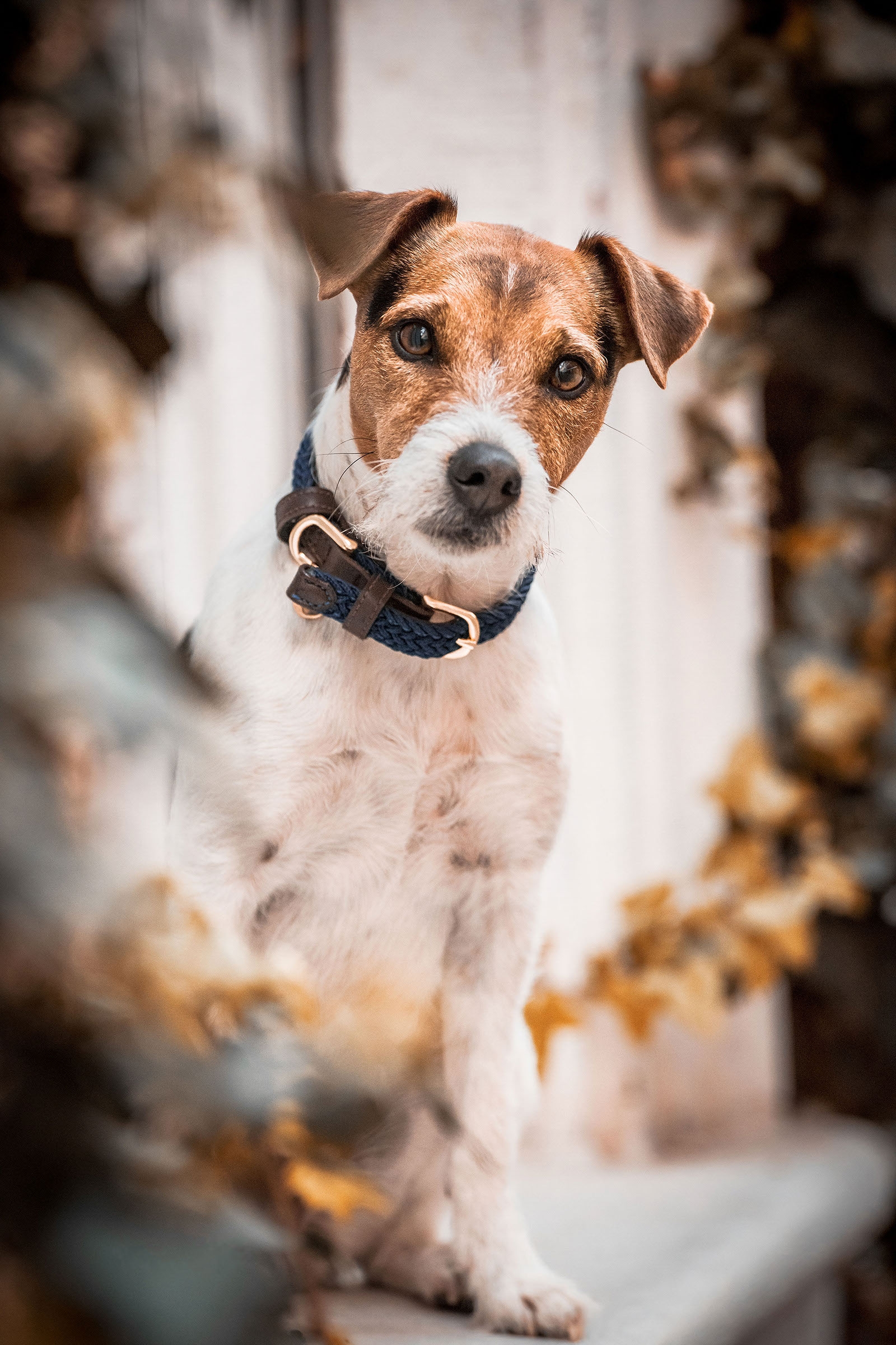 DB/AB Collier de Chien Nylon Tressé Kentucky Dogwear