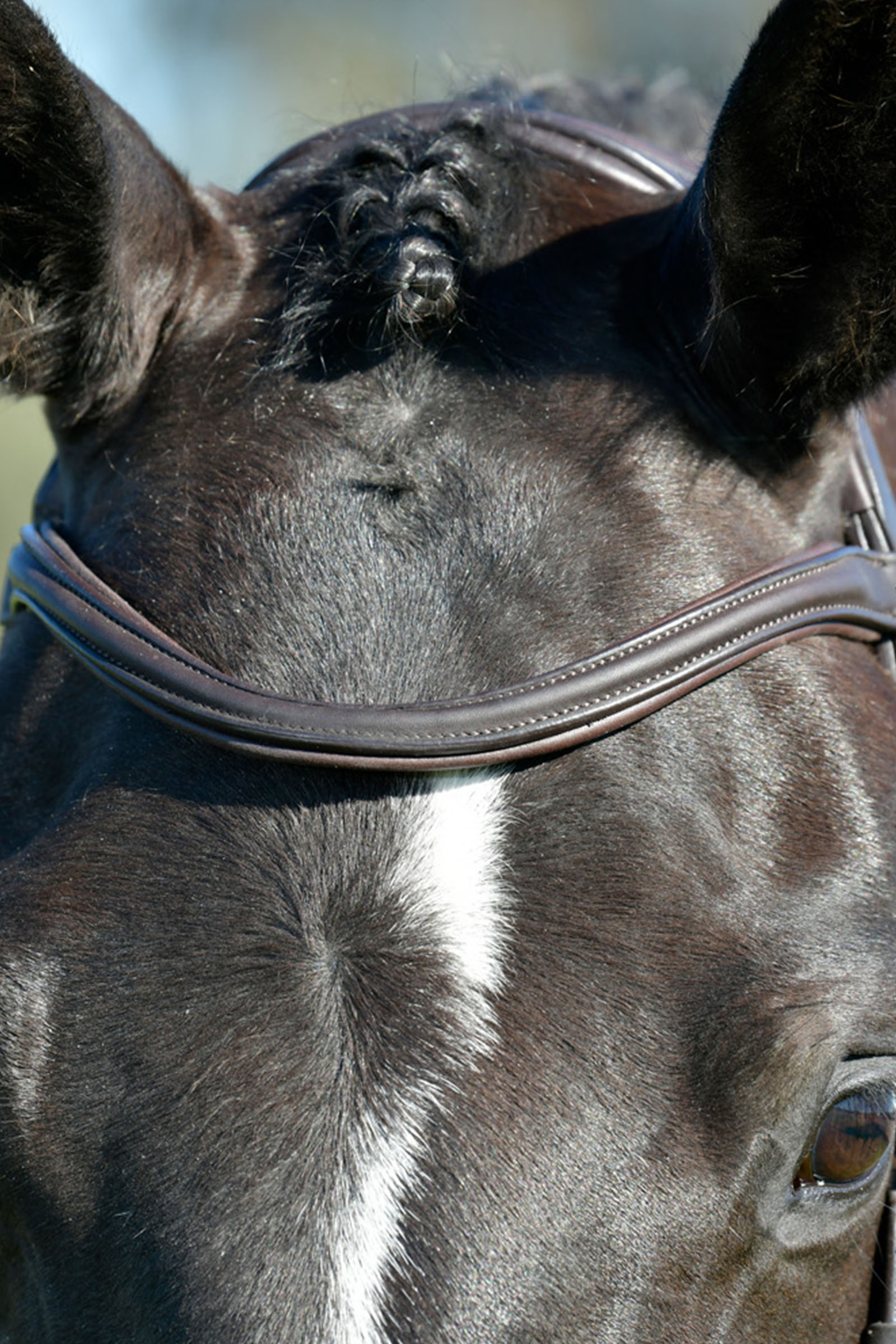 Collegiate Comfitec Opulux yksinkertainen pehmustettu suitset yhdistetyll&auml; hannoverilaisturpahihnalla