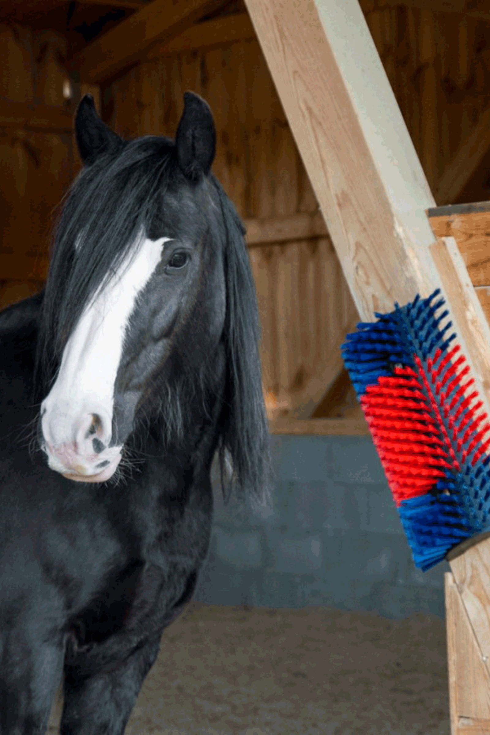 Brosse grattoir XL Kerbl, ronde