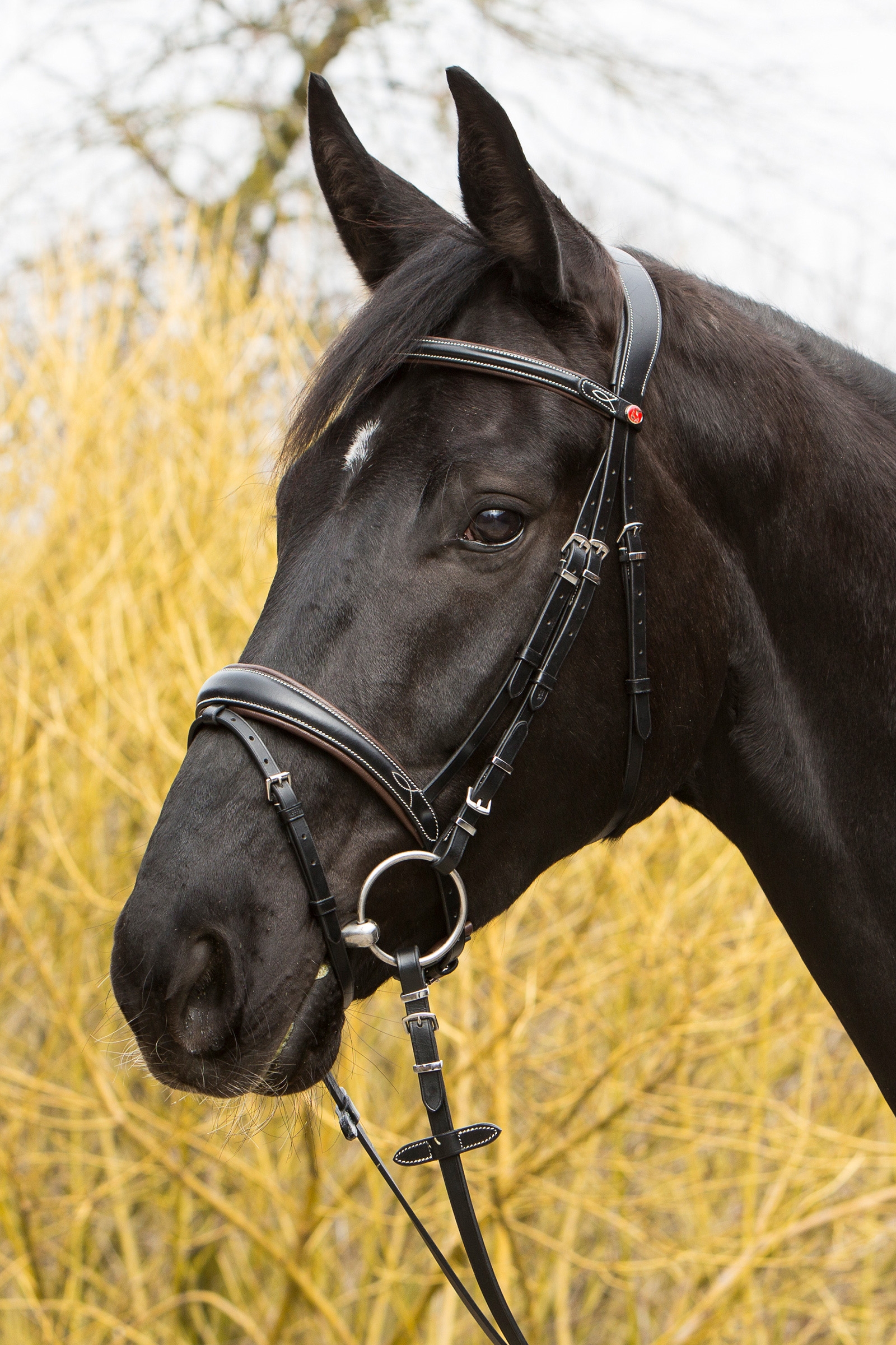 Kieffer Vera Bridle