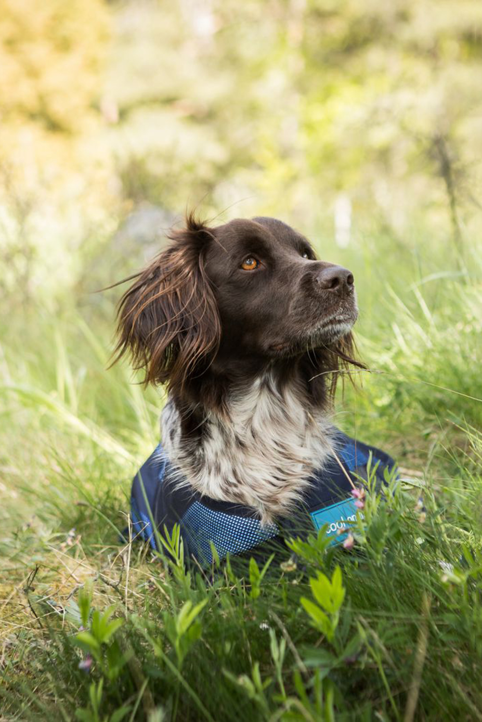 Back on Track Cool On Track manteau pour chien 2.0