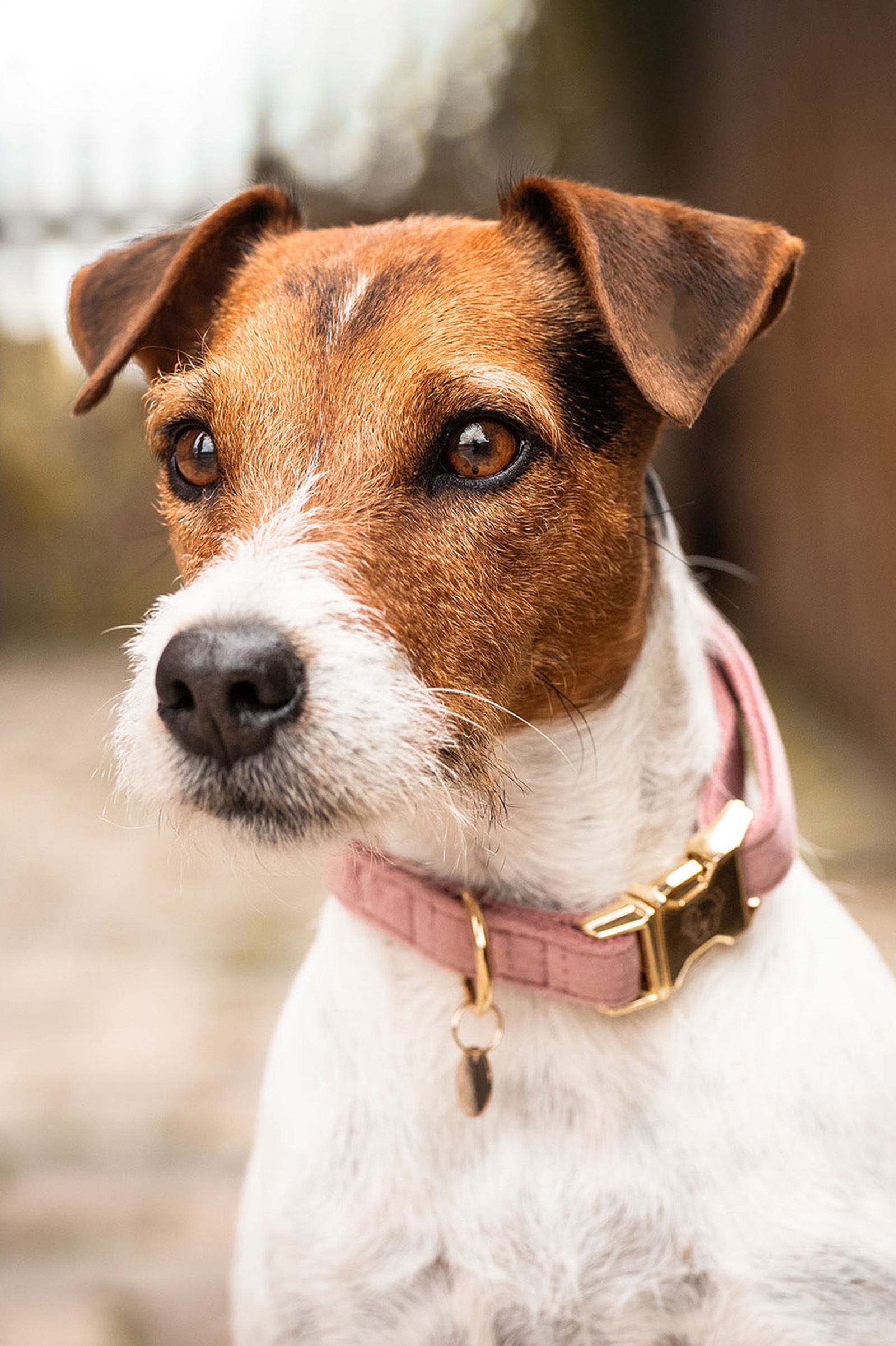 Raspberry Pink Kentucky Dogwear Dog Collar Velvet