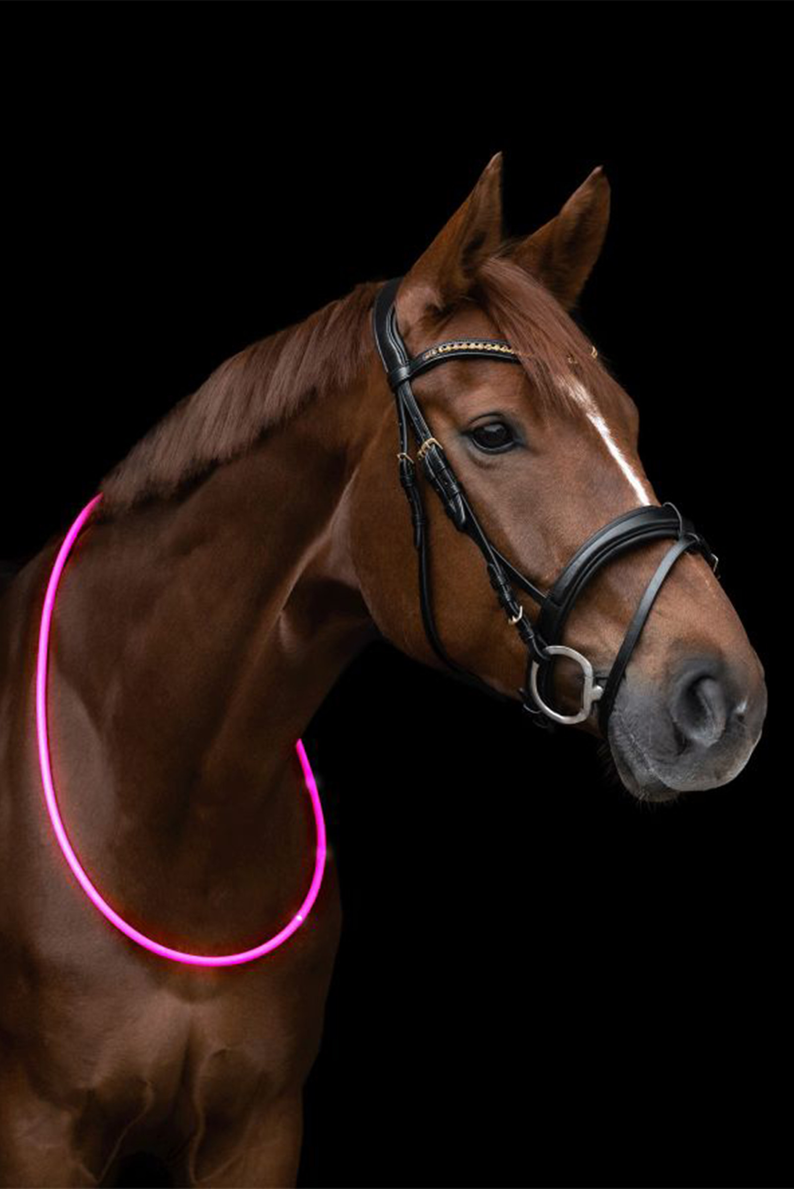 Waldhausen ELT LED-collier de cou pour cheval
