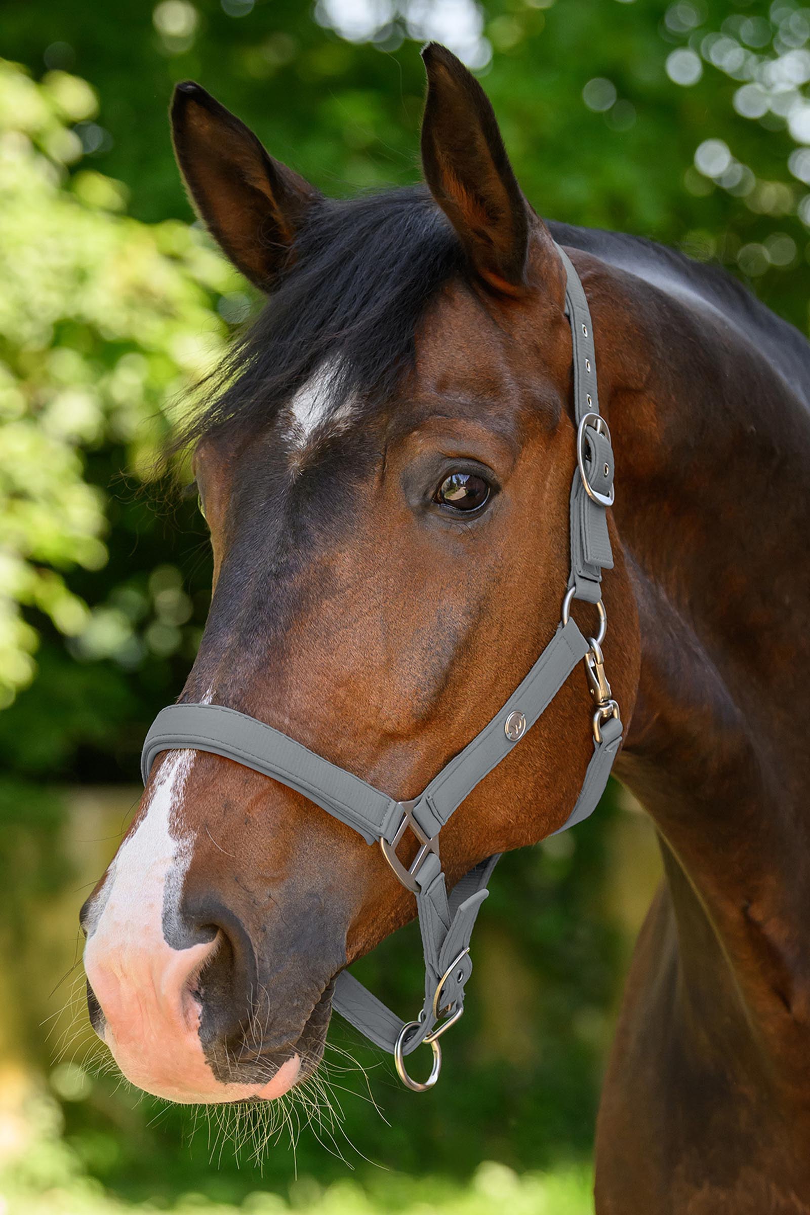 Waldhausen Trinidad licol