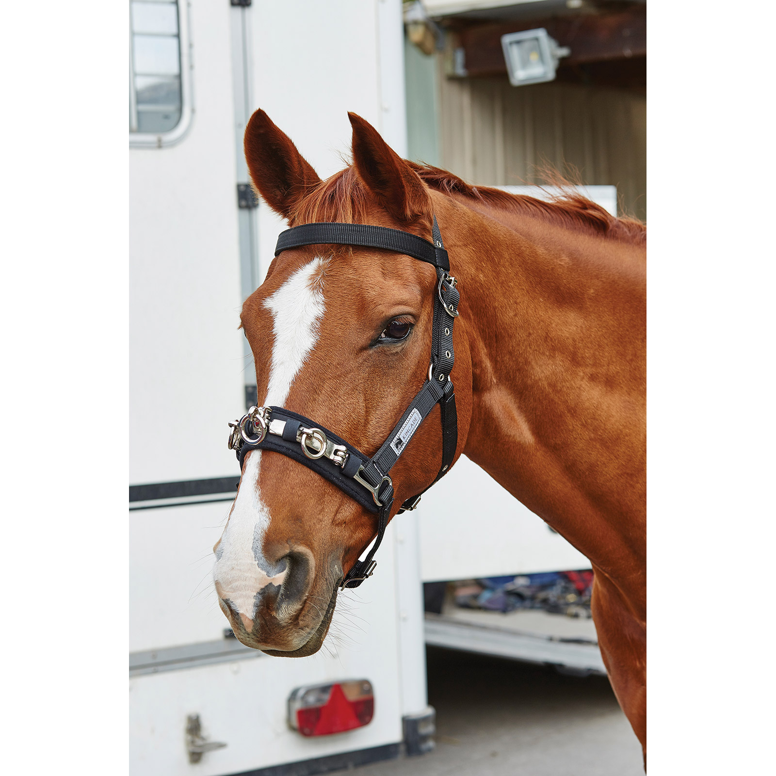 Caveçon pour longe Coordinate Kincade