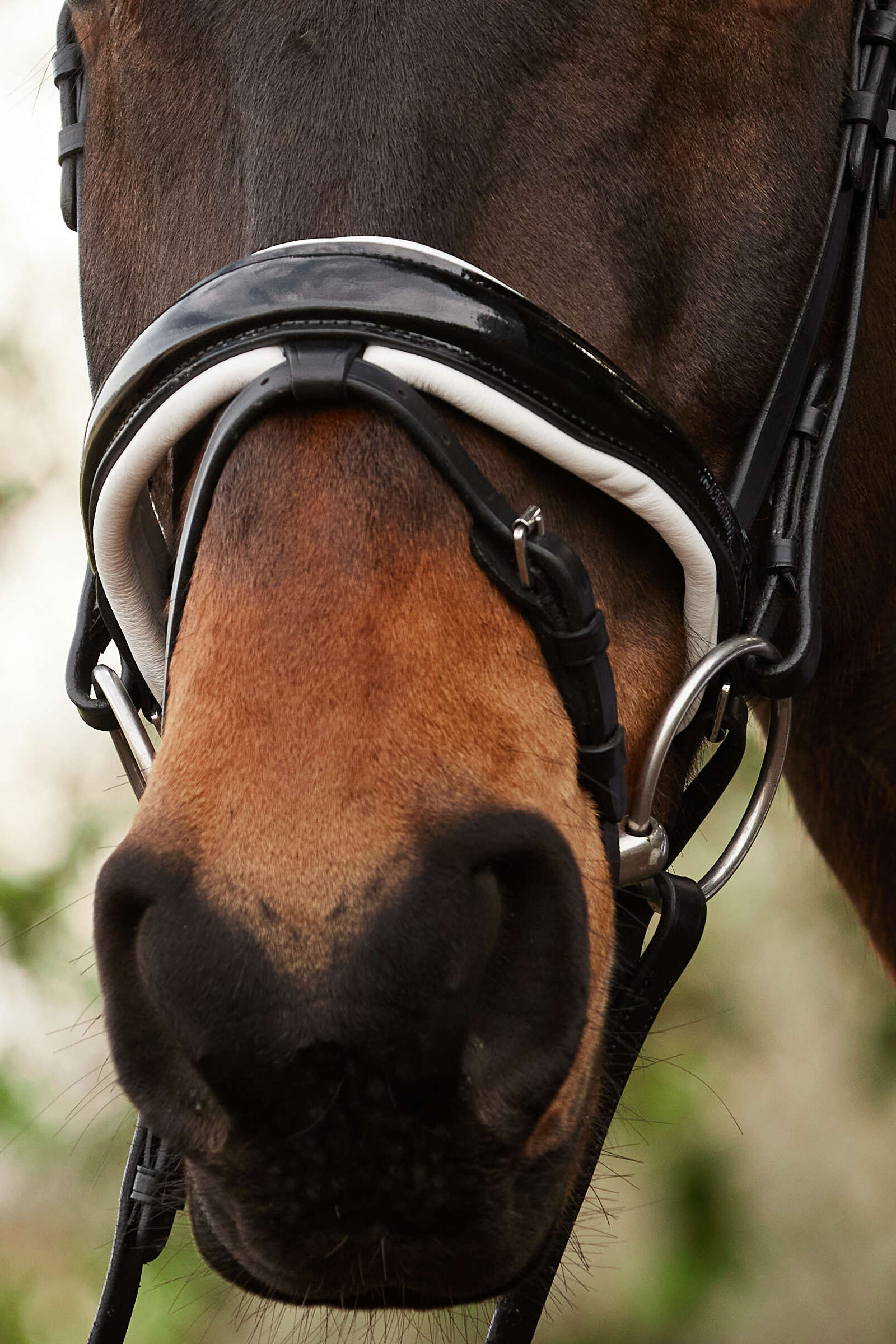 Bride de dressage Kavalkade Charlotte à muserolle suédoise