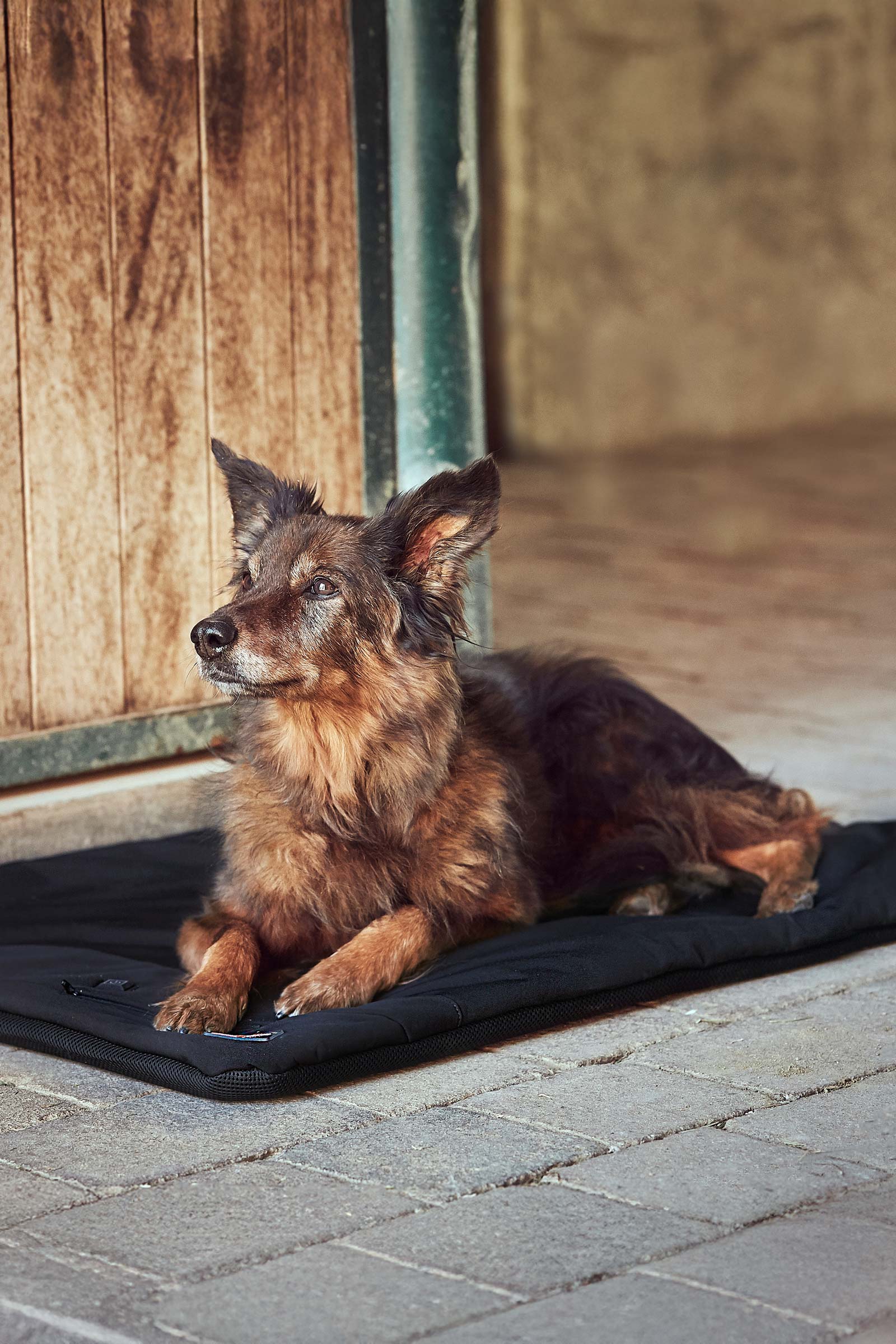 Tapis coussin CATAGO FIR-Tech Pro pour chien