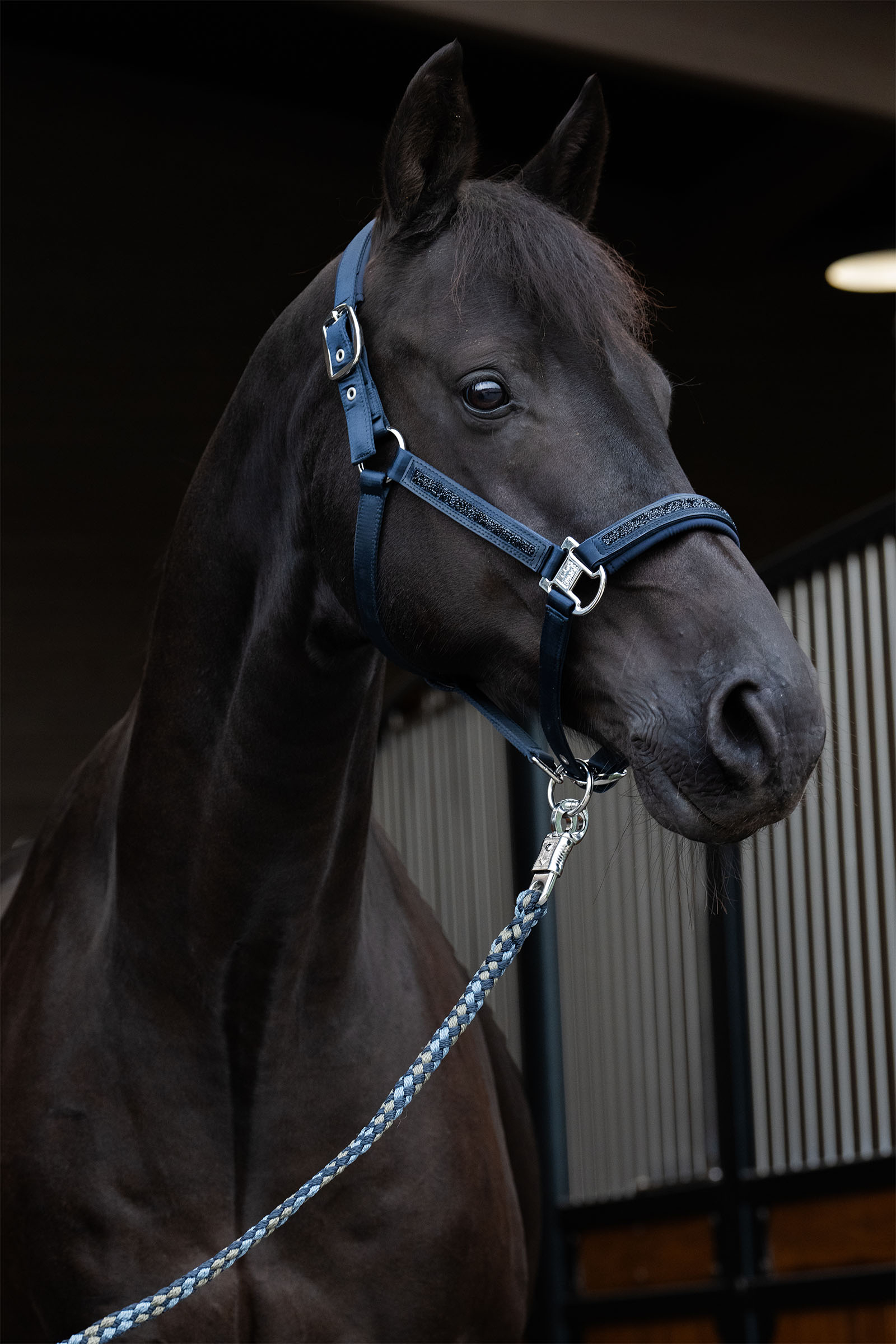 Eskadron Classic Sports SS25 Mattgloss Jewel Double Pin licol