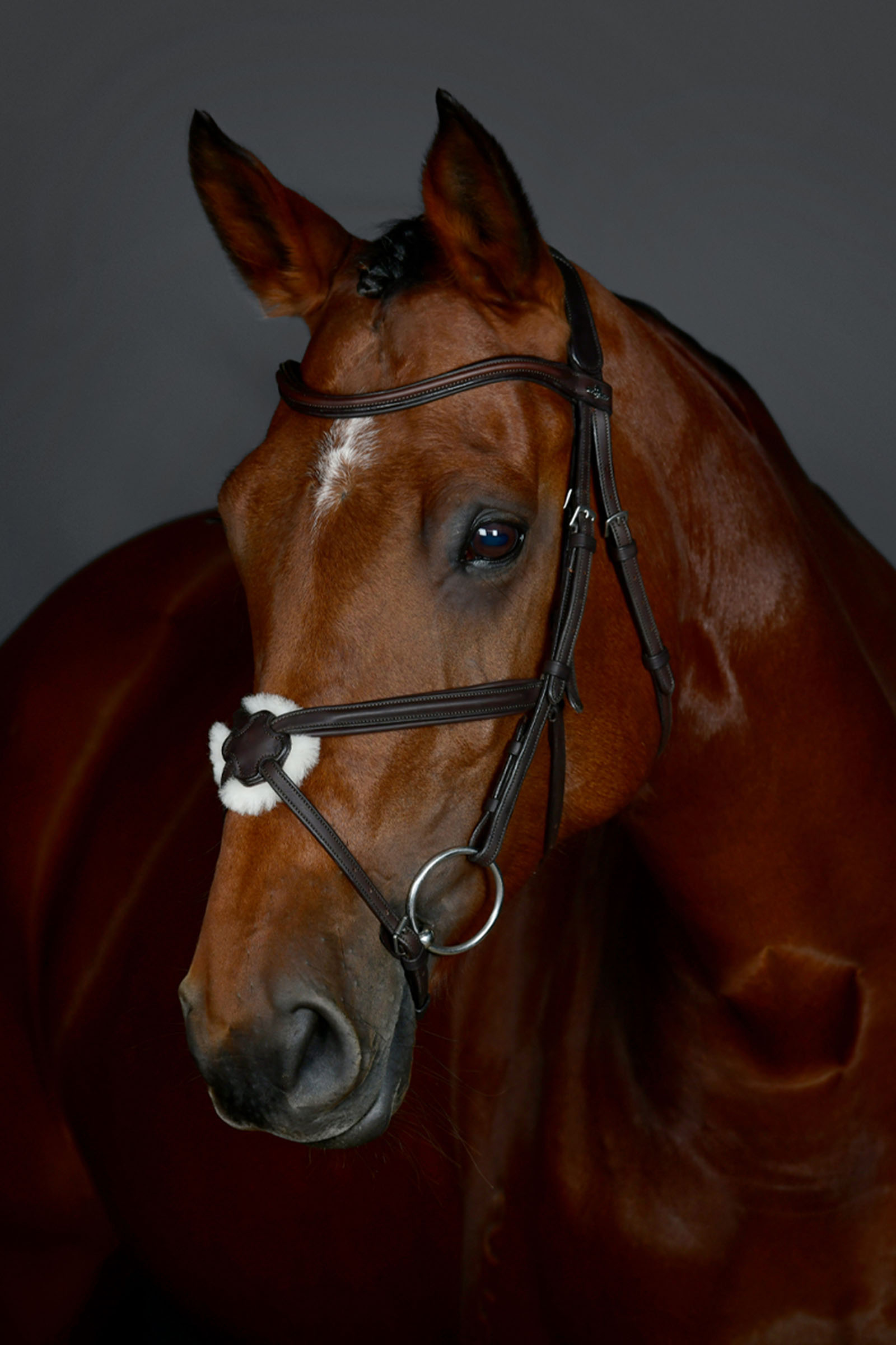 Dark Brown Collegiate Comfitec Opulux bride simple matelass&eacute;e avec muserolle crois&eacute;e