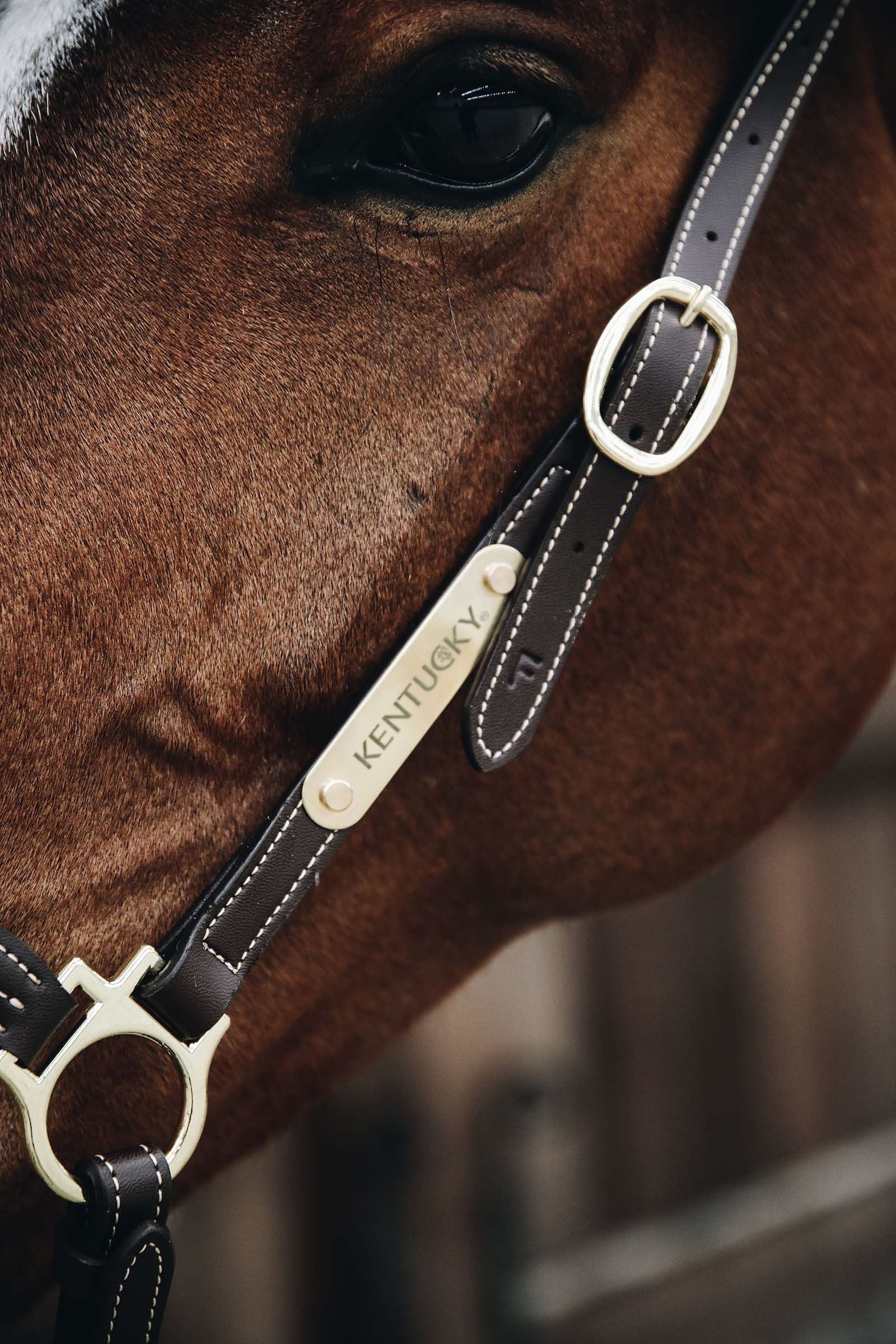 Kentucky Horsewear Licol de pansage en Cuir