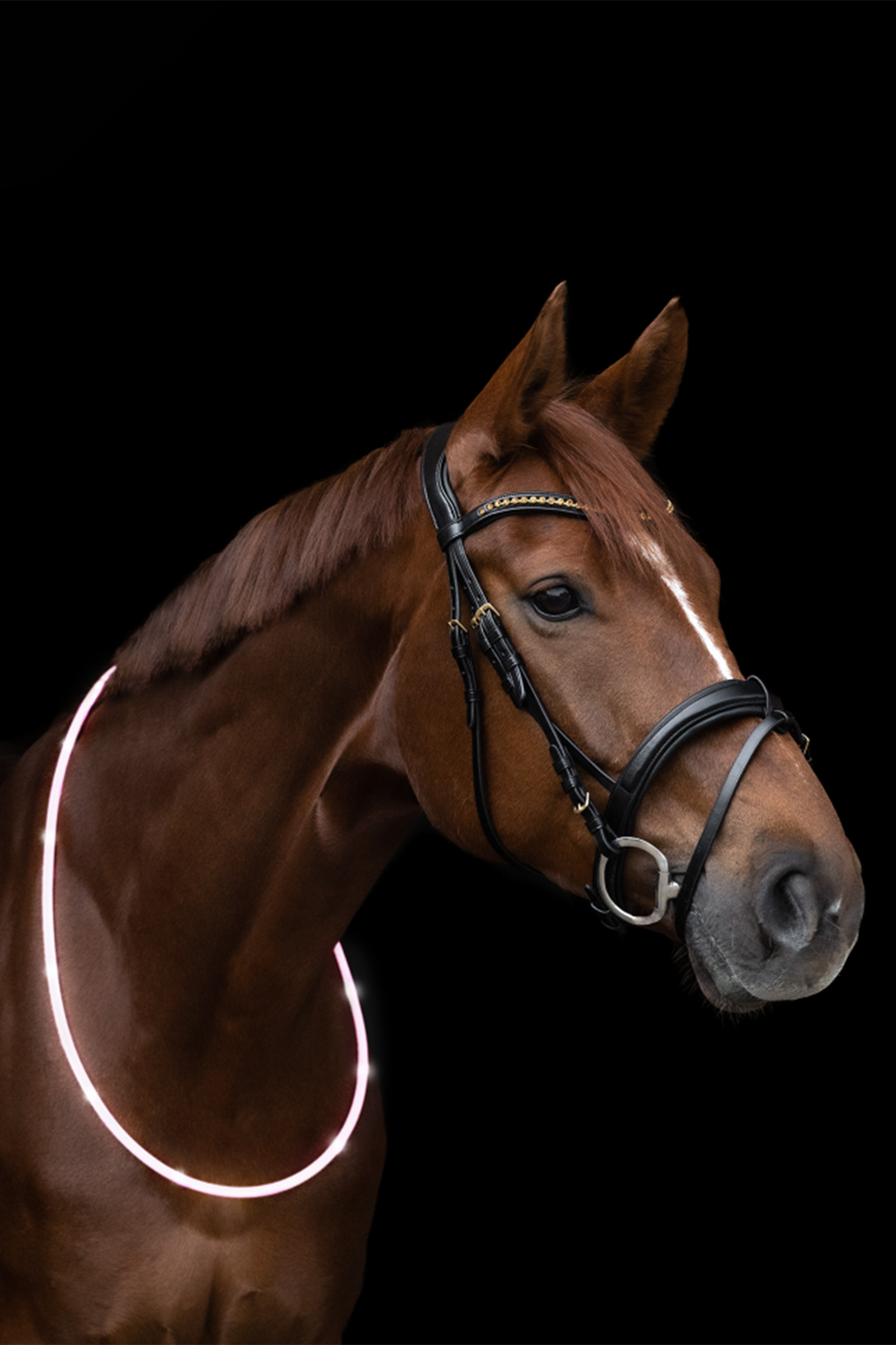 Waldhausen ELT LED-collier de cou pour cheval