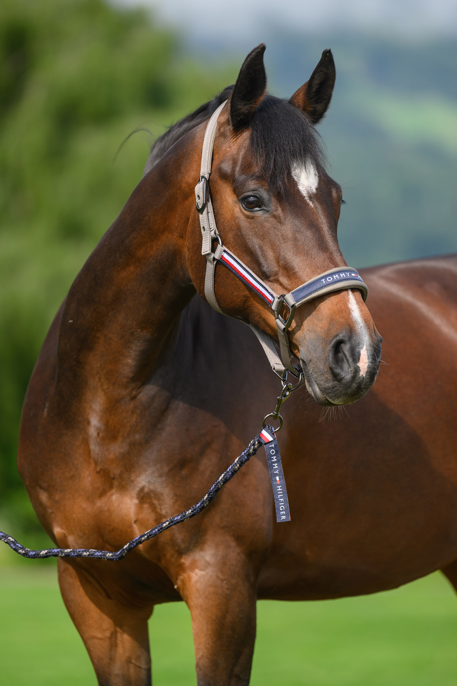 Ash Tommy Hilfiger Equestrian Yale ensemble licol et longe