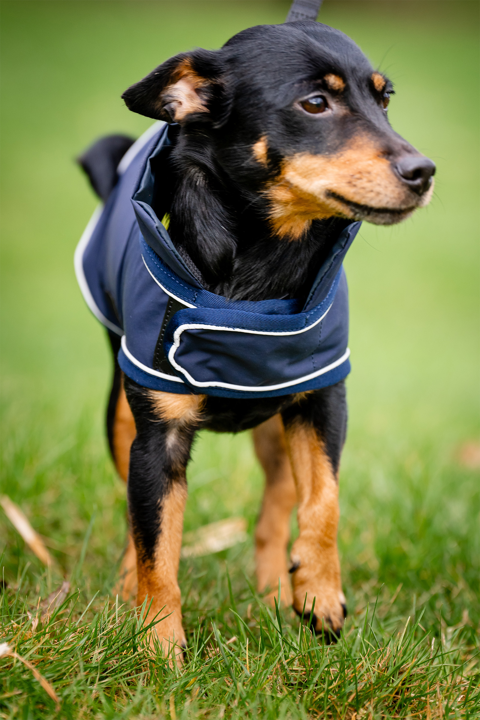 Manteau de pluie pour chien Horseware Signature
