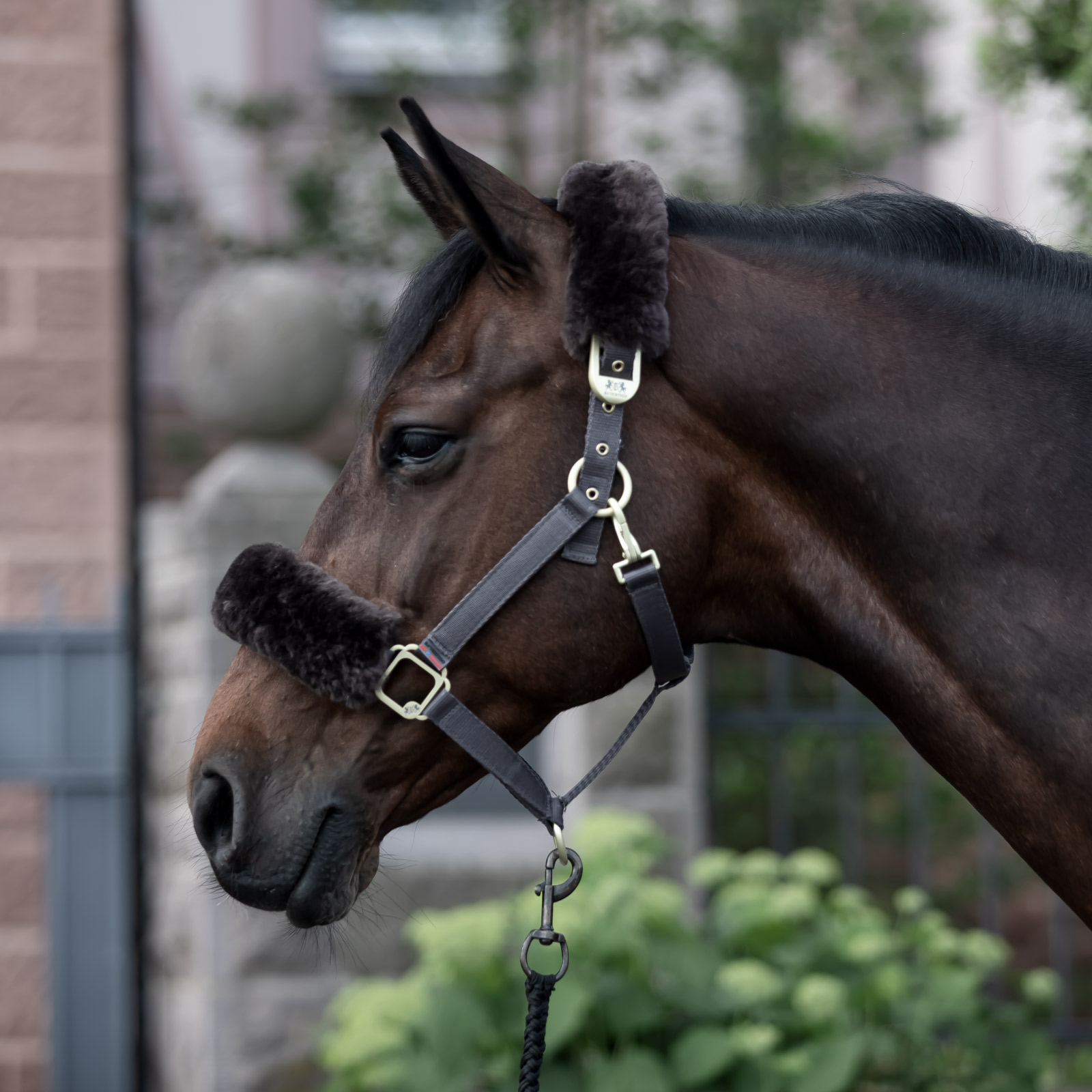 Licol B Vertigo Laurier avec peau de mouton