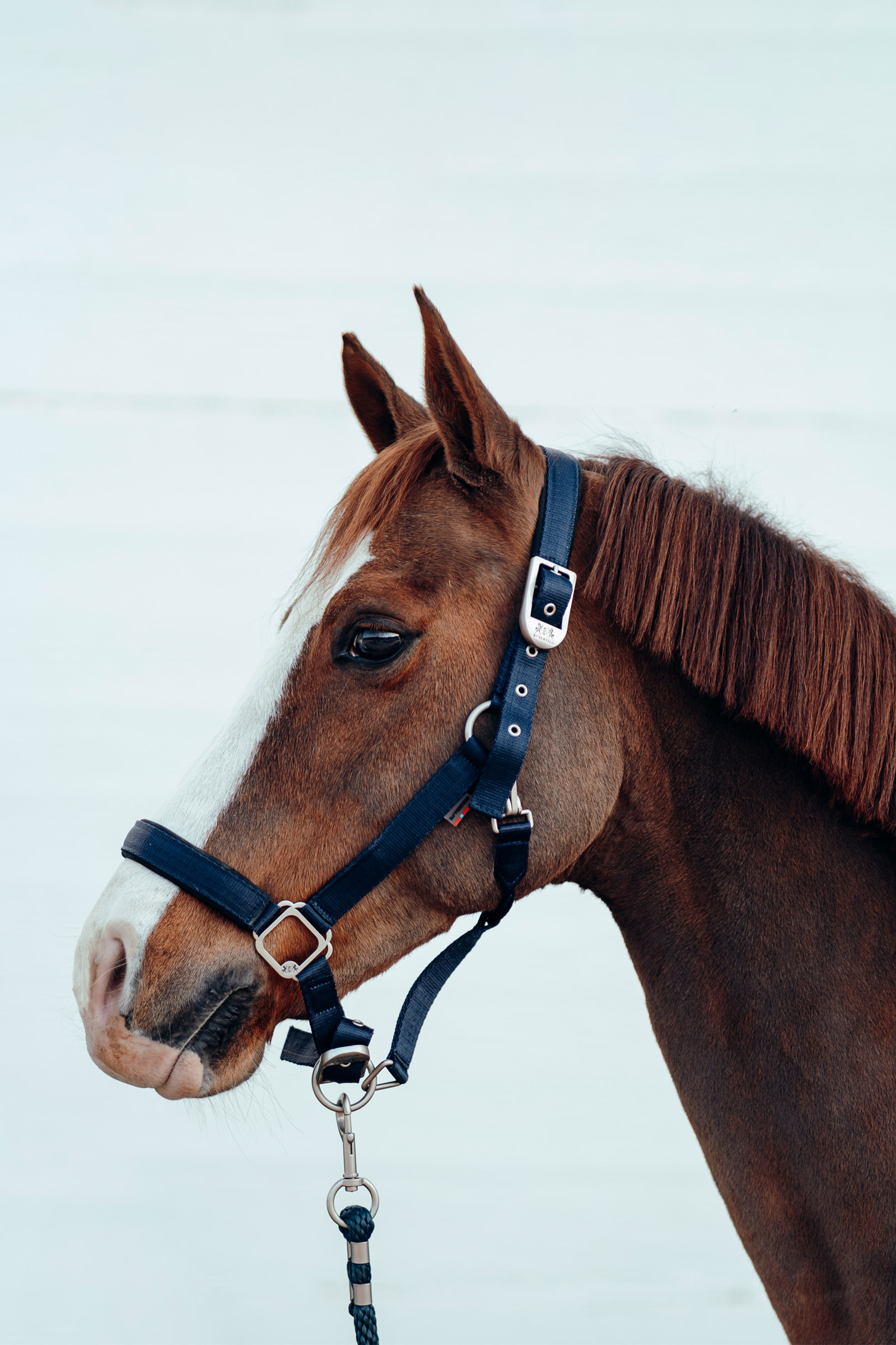 B Vertigo Hardwick Licol 