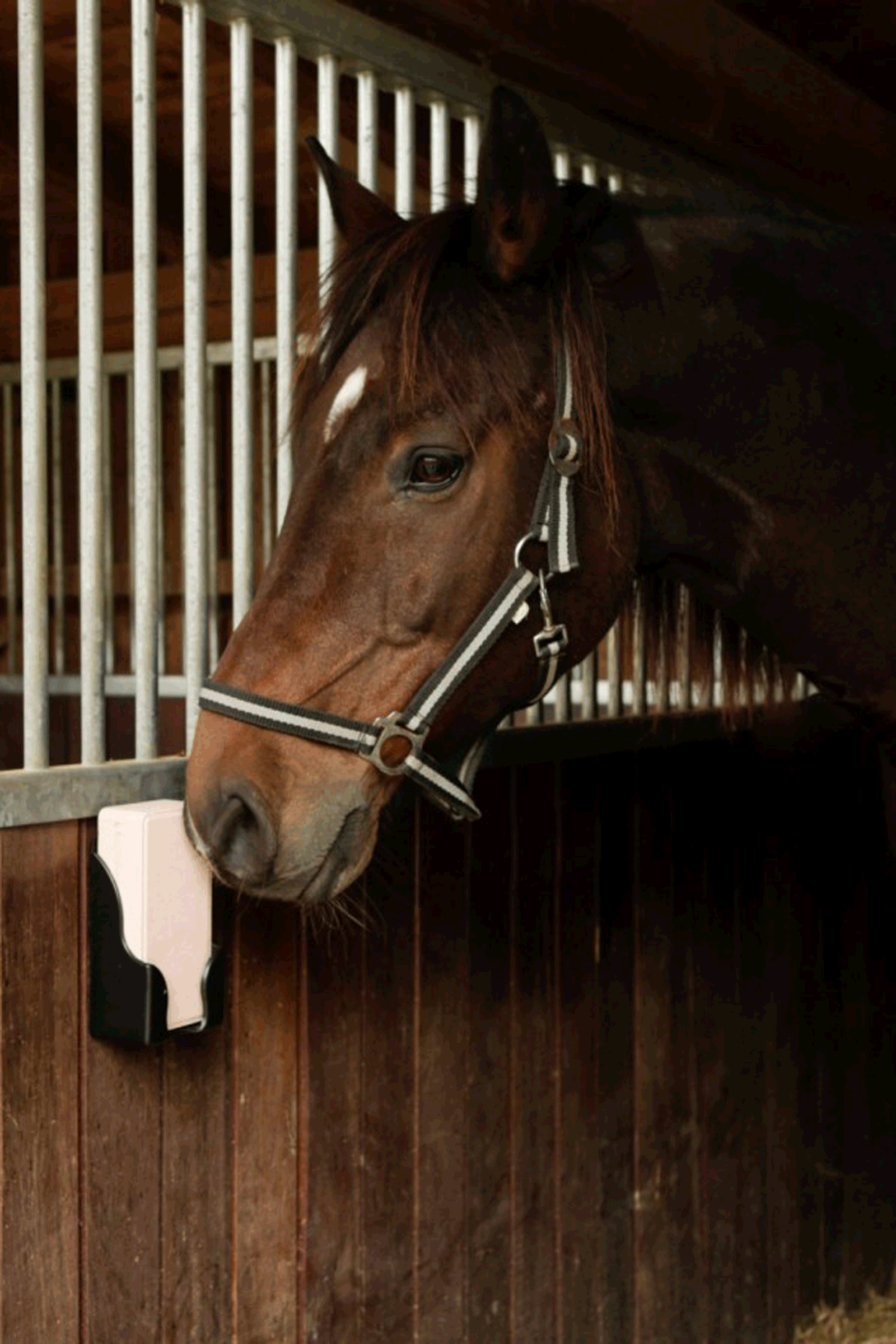 Support à pierre à lécher Kerbl pour blocs rectangulaires