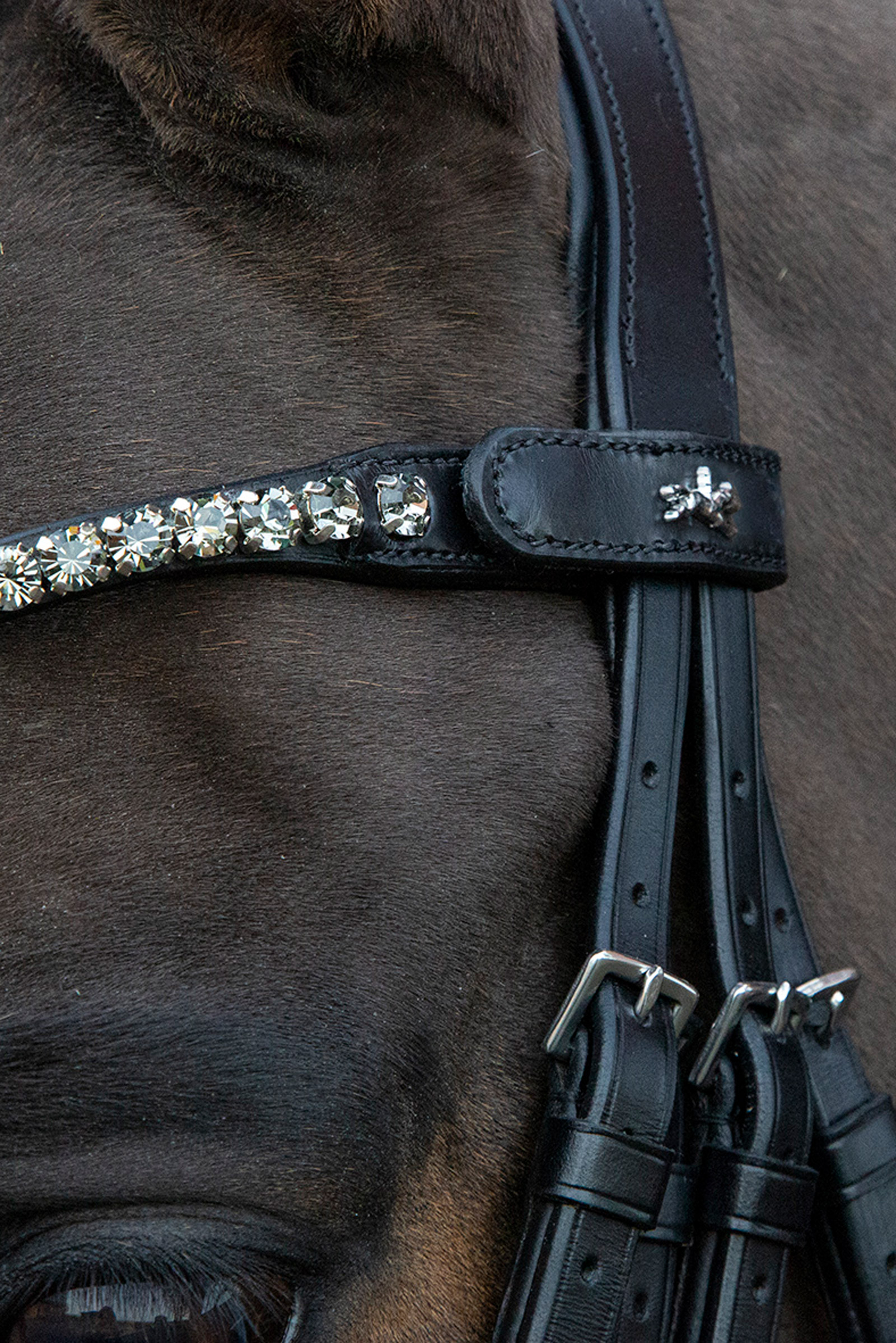 Schockemöhle Sports Milazzo Bride