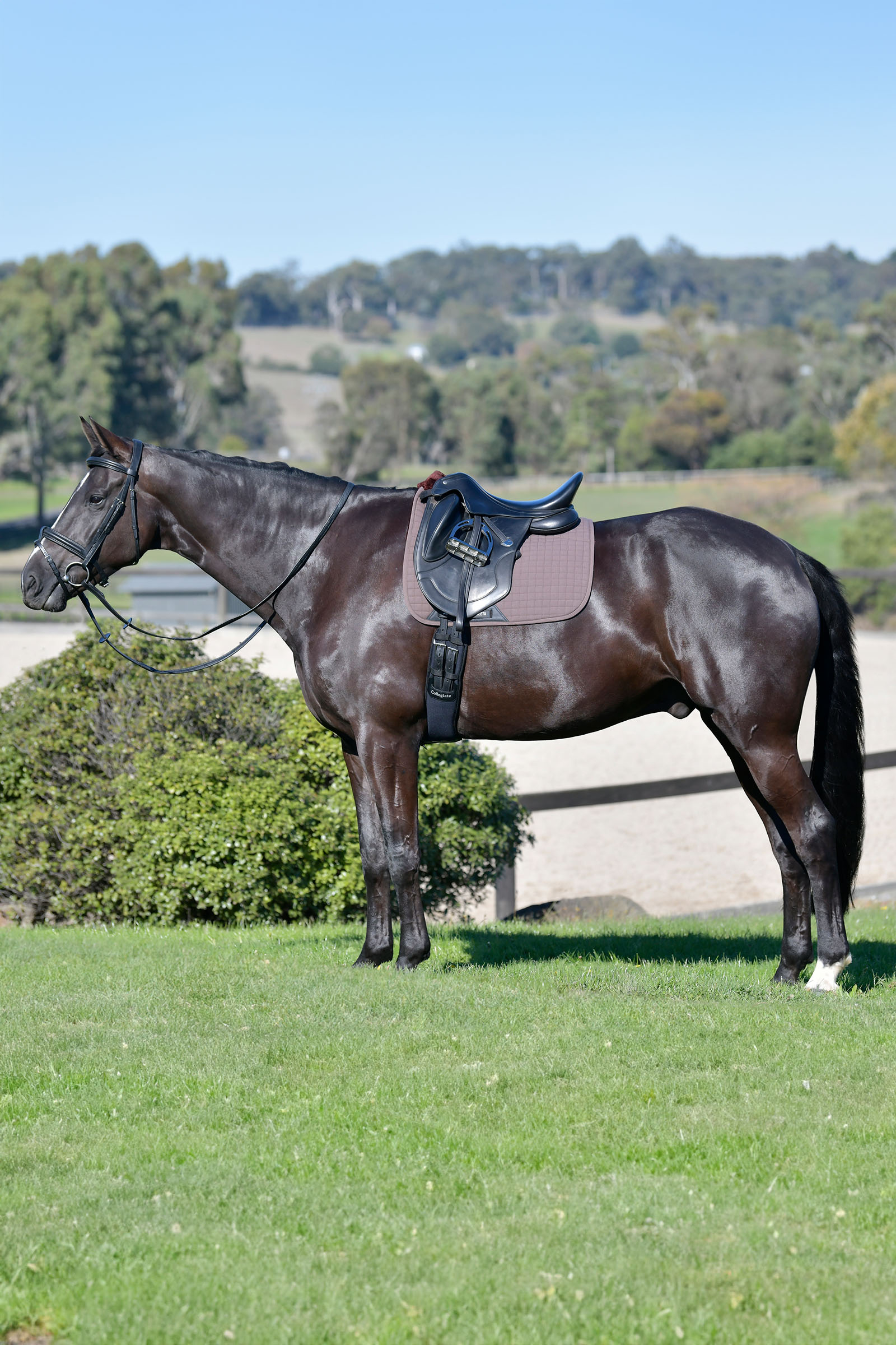 Weatherbeeta Prime Comfy Fleece tapis de selle de dressage