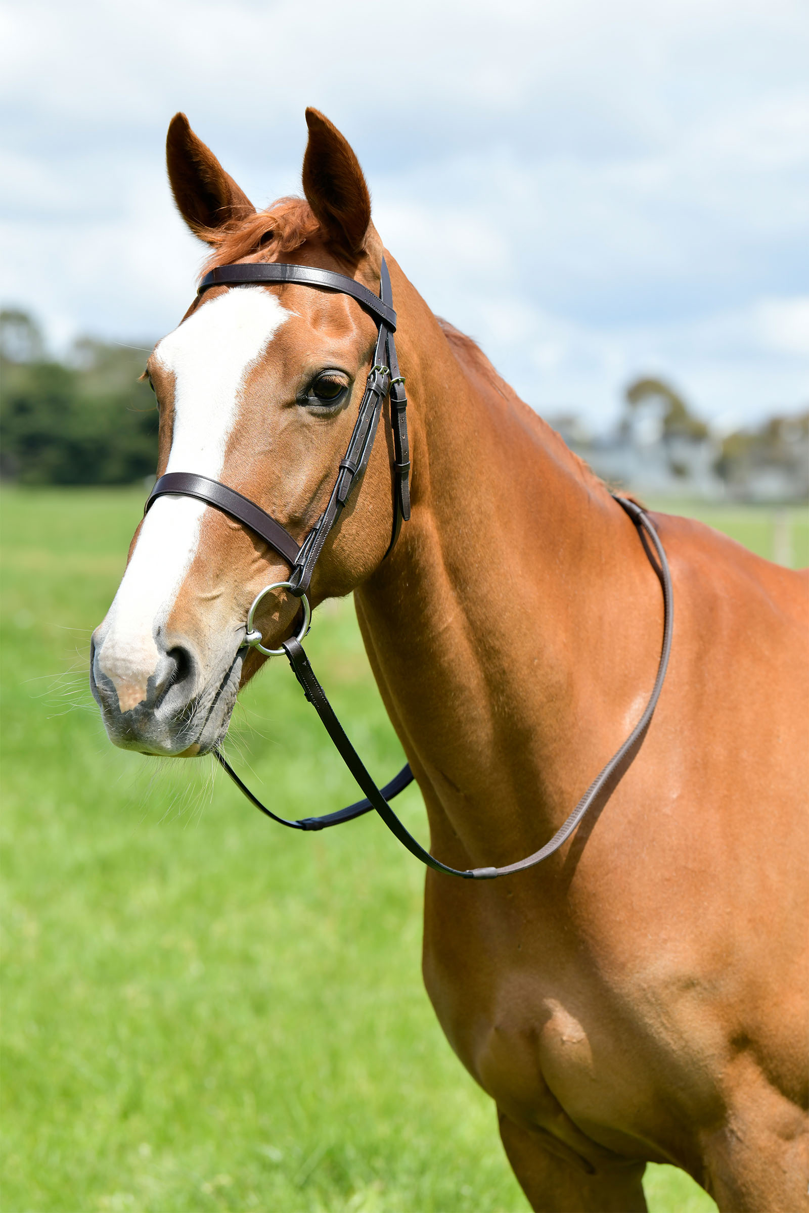Kincade Classic bride de chasse plate avec rênes