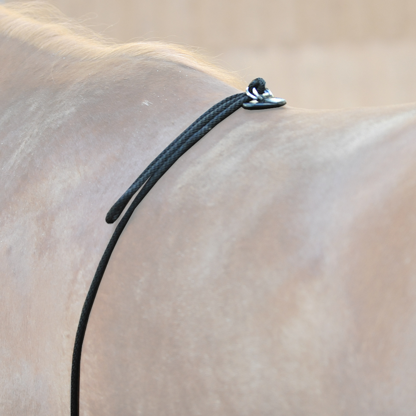 Enrênement de longe HO Kavalkade