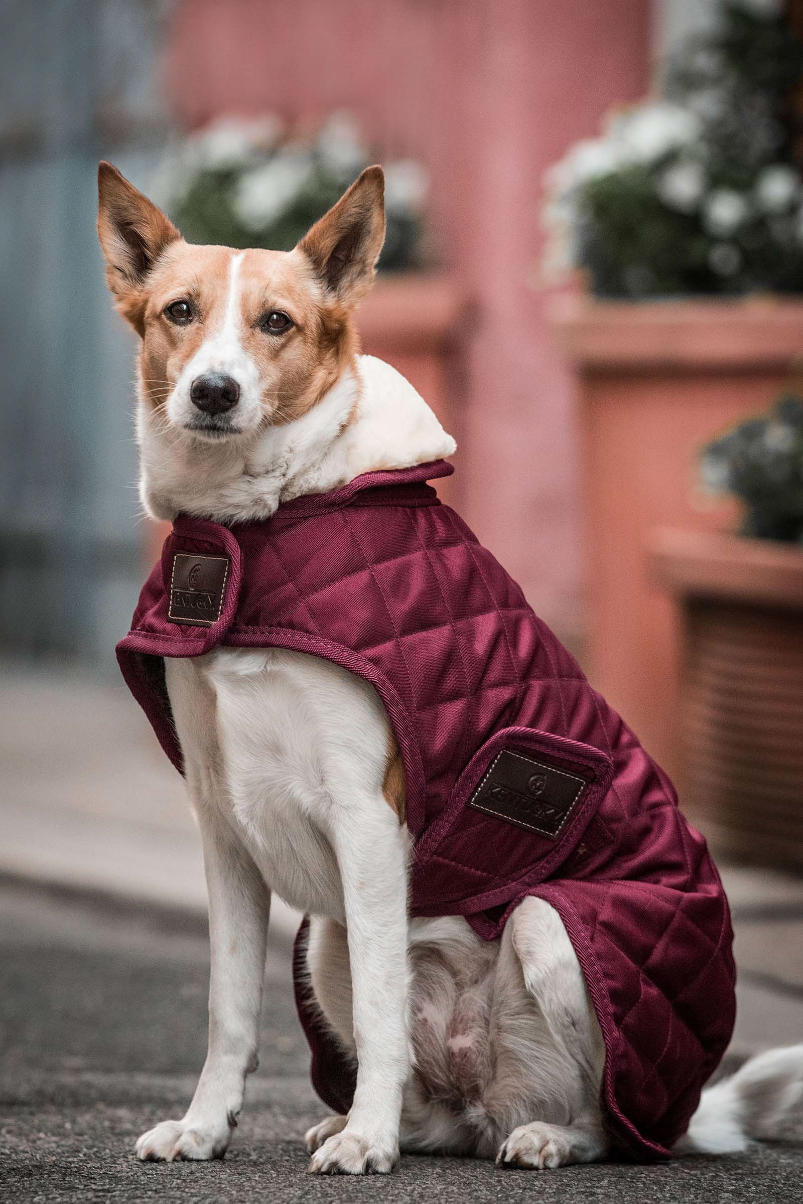 Dark Red Manteau pour chien Kentucky Dogwear