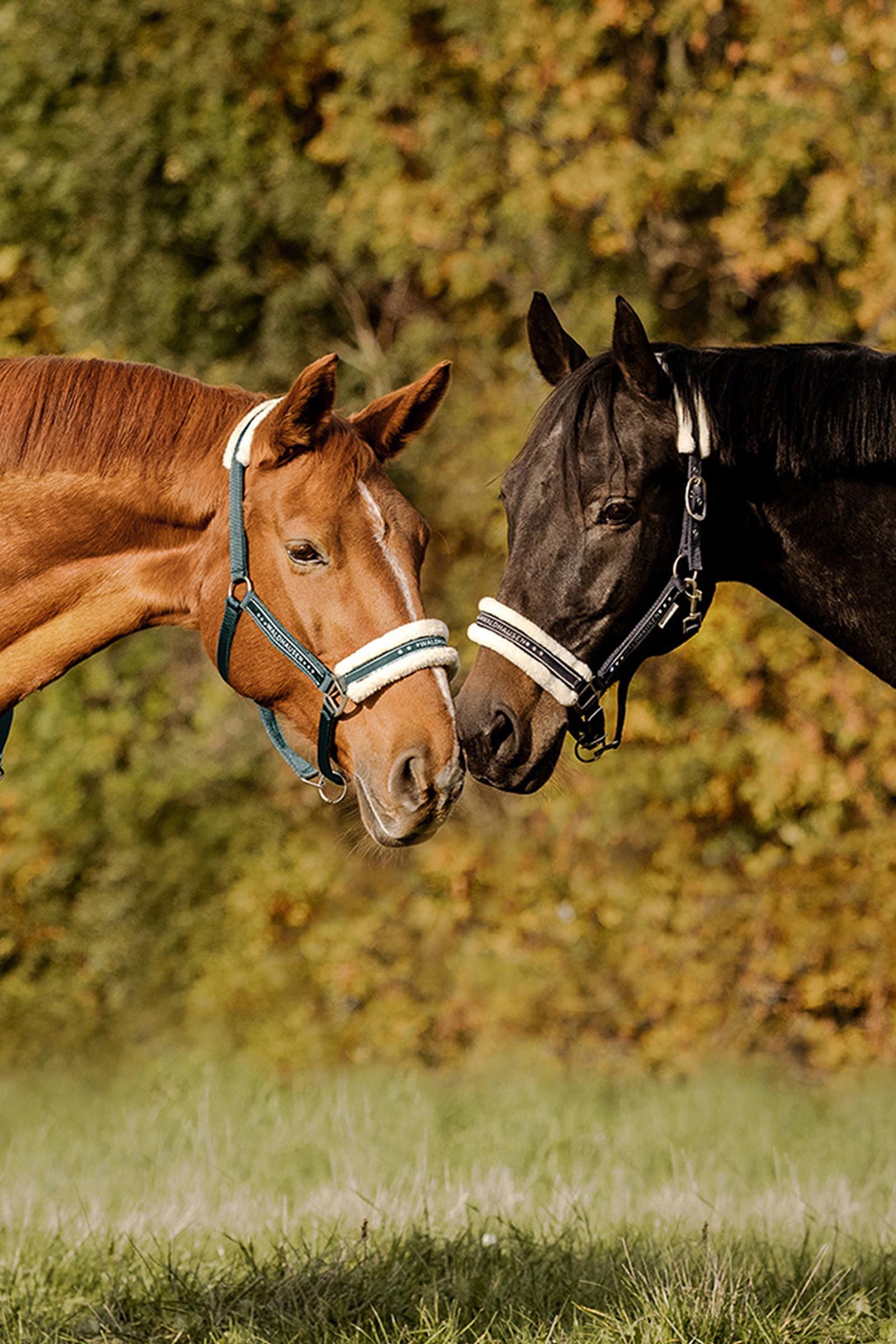 Waldhausen Elegant Licol