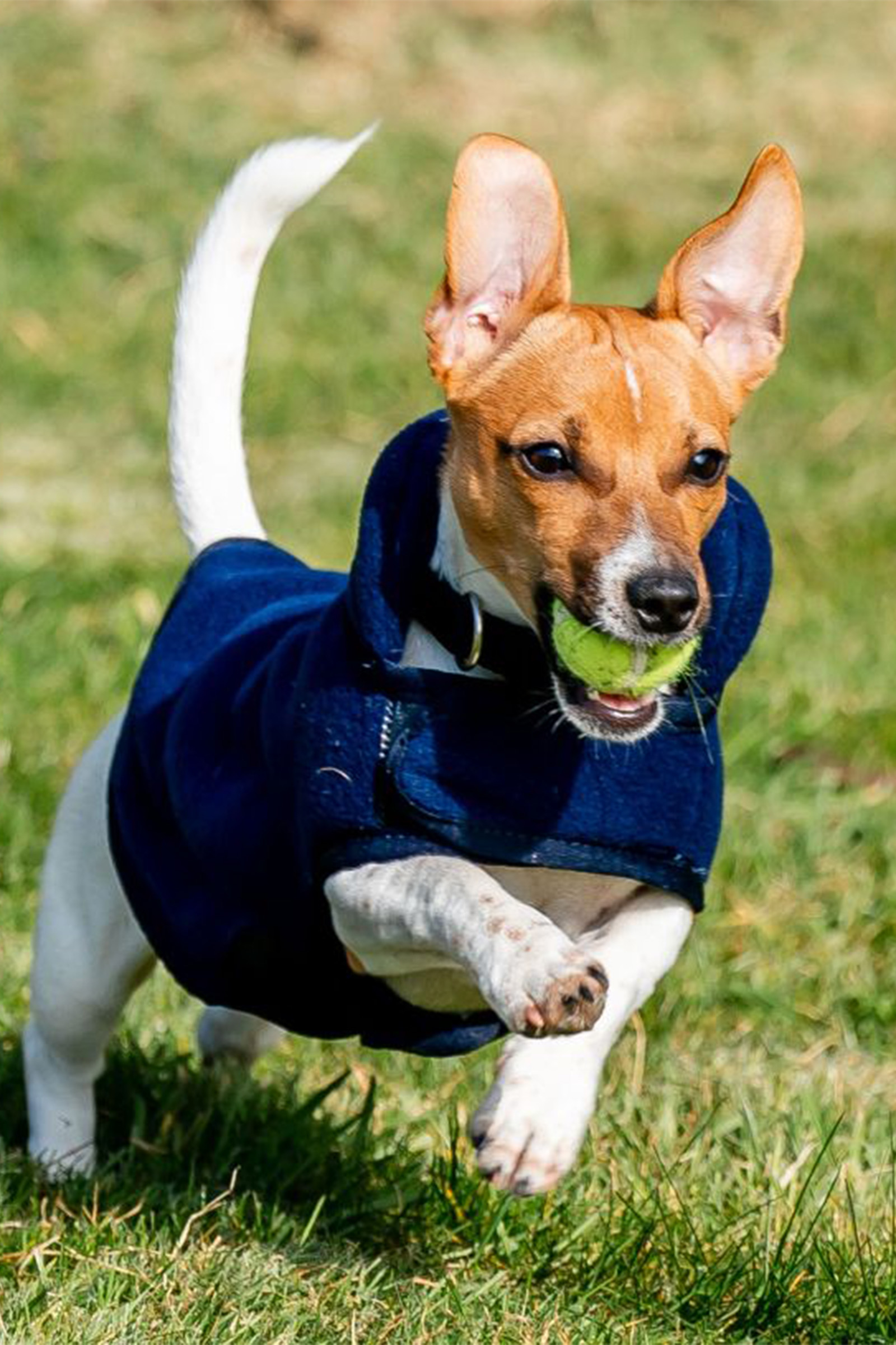 Couverture polaire pour chien Horseware Signature