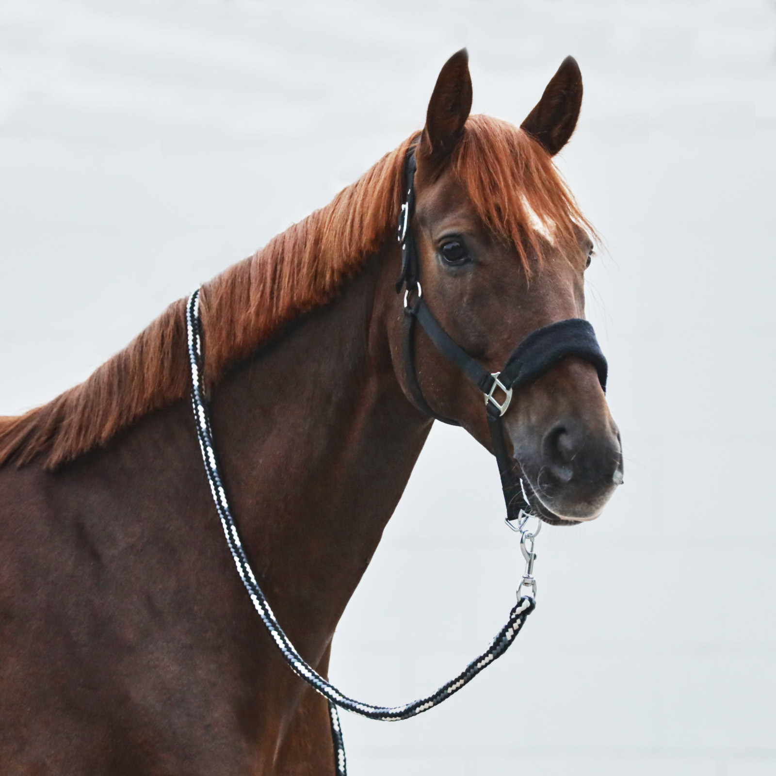Licol Horze Kiel avec matelassage en polaire