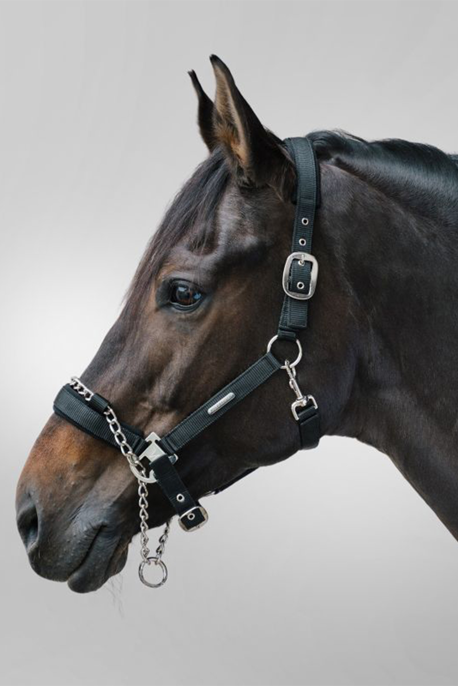 Licou de s&eacute;curit&eacute; Waldhausen Pro Safety