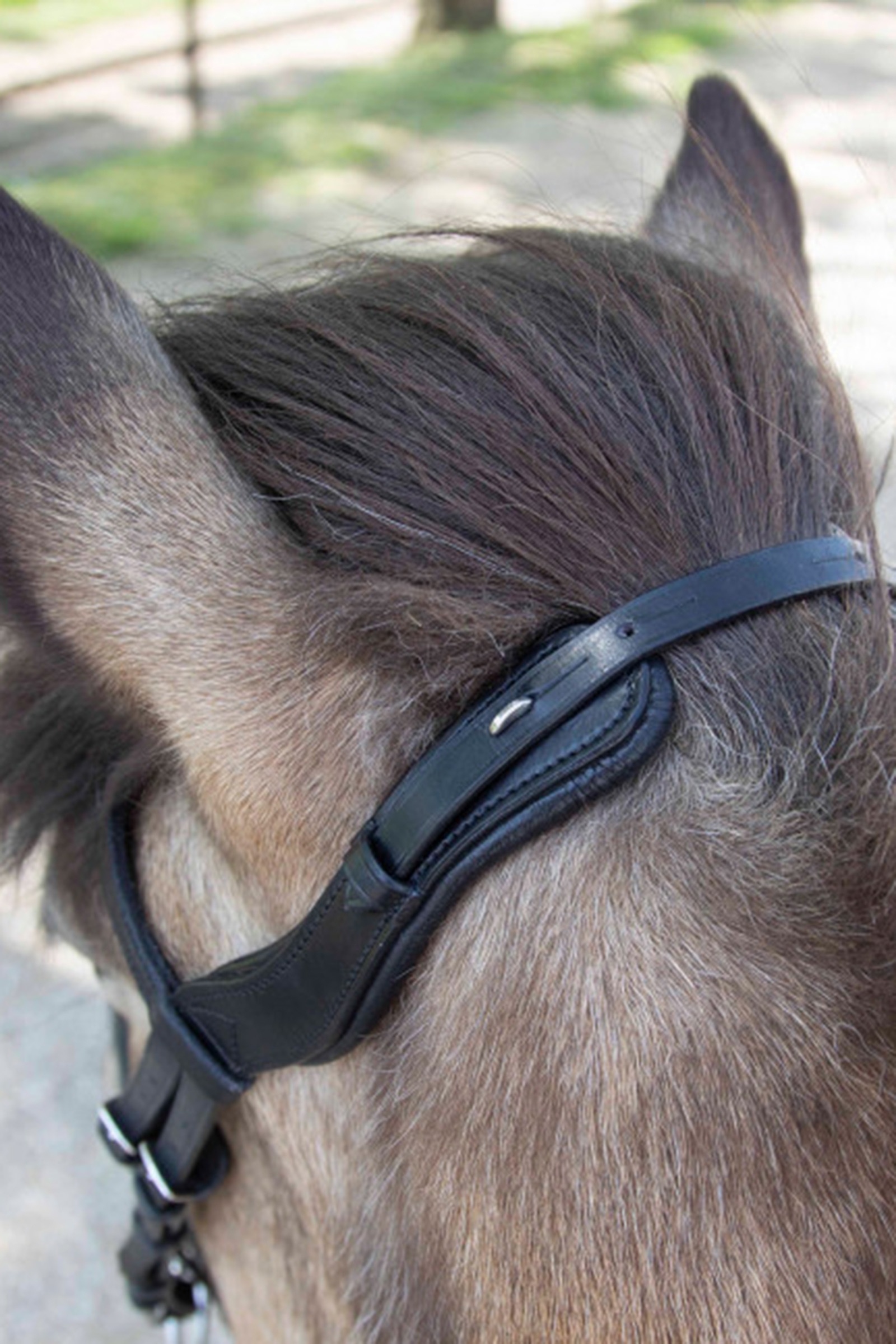 Waldhausen Anatomique Licol Islandais