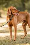 Laisse pour chien Horze Polo