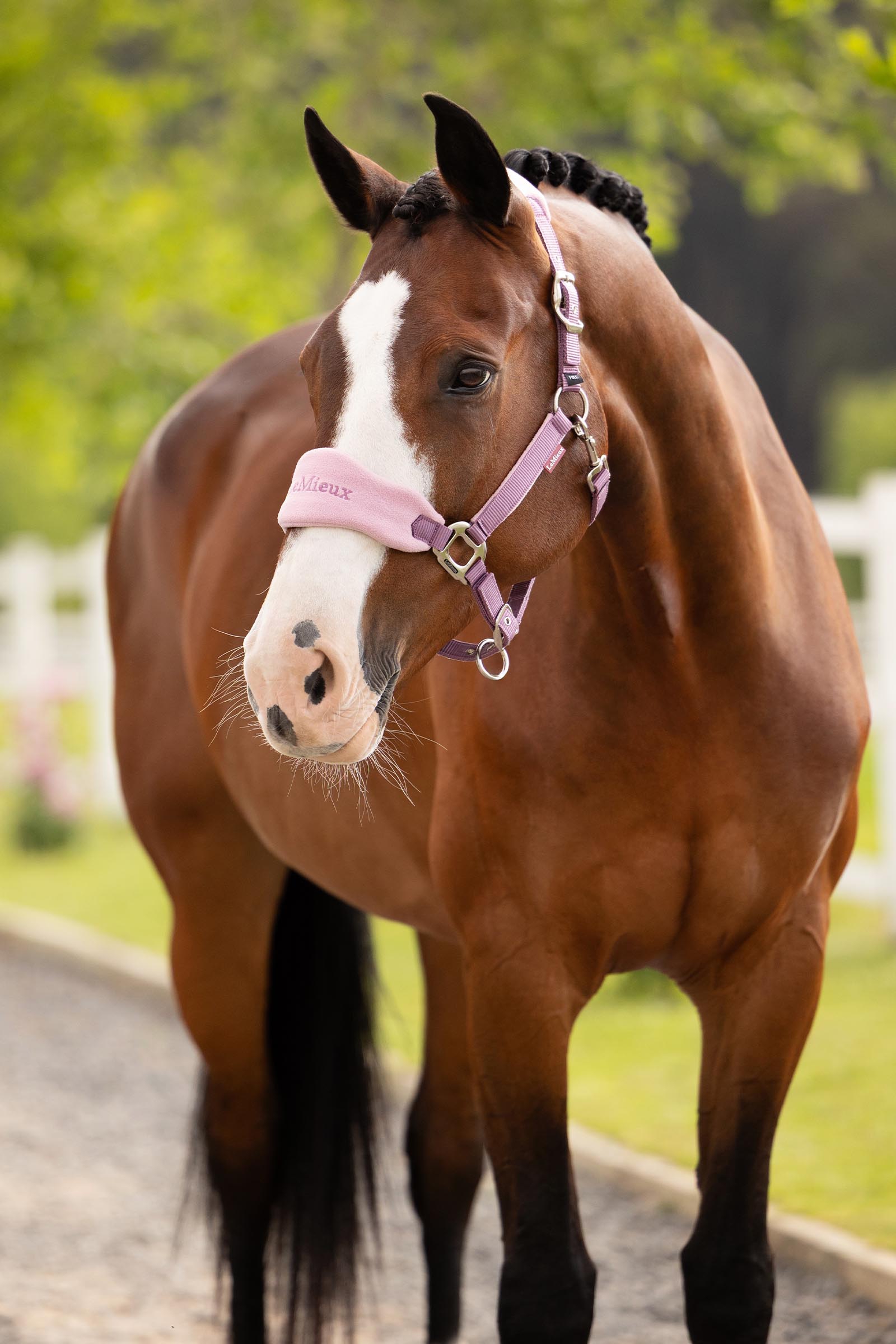 LeMieux Vogue set licol et longe