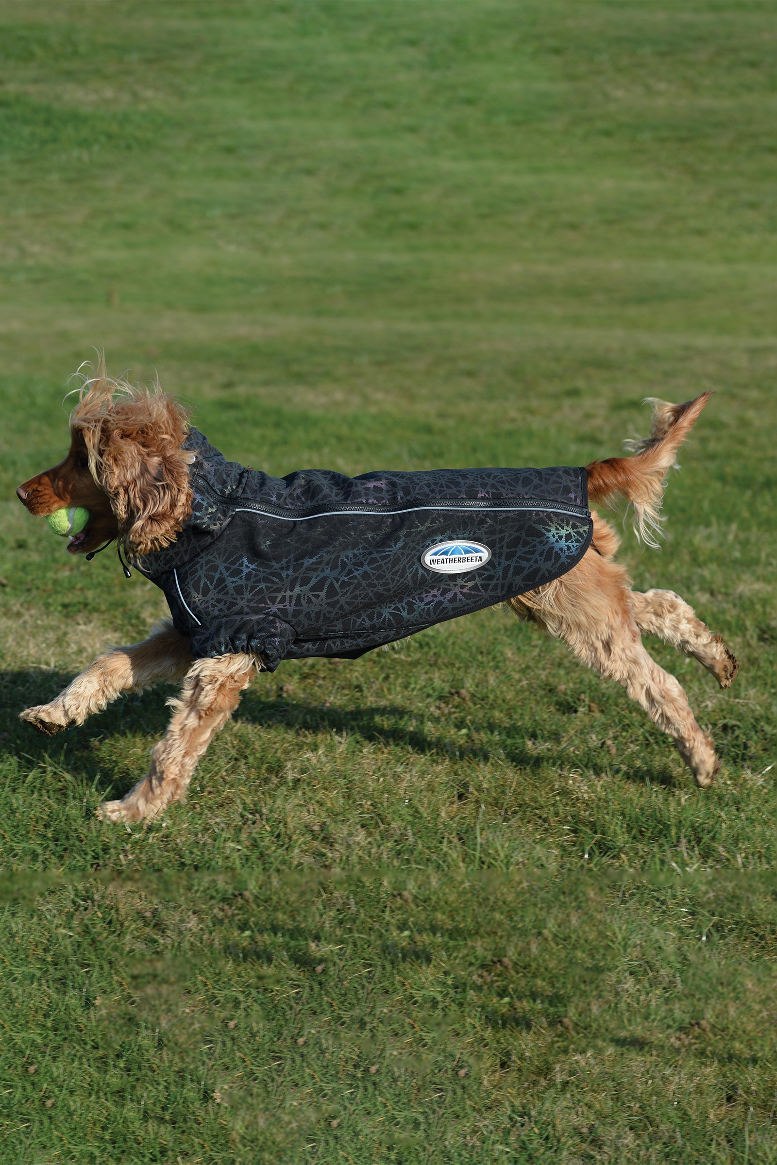 Manteau pour chien actif Weatherbeeta Comfitec à imprimé réfléchissant