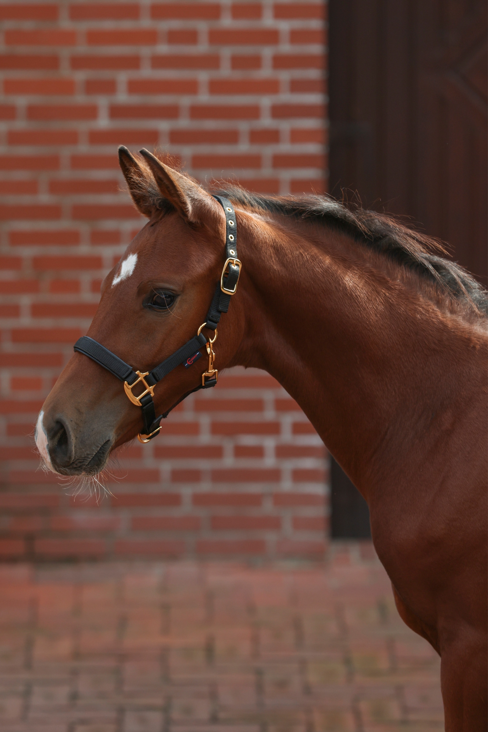 Licol Poulain Covalliero TopLine