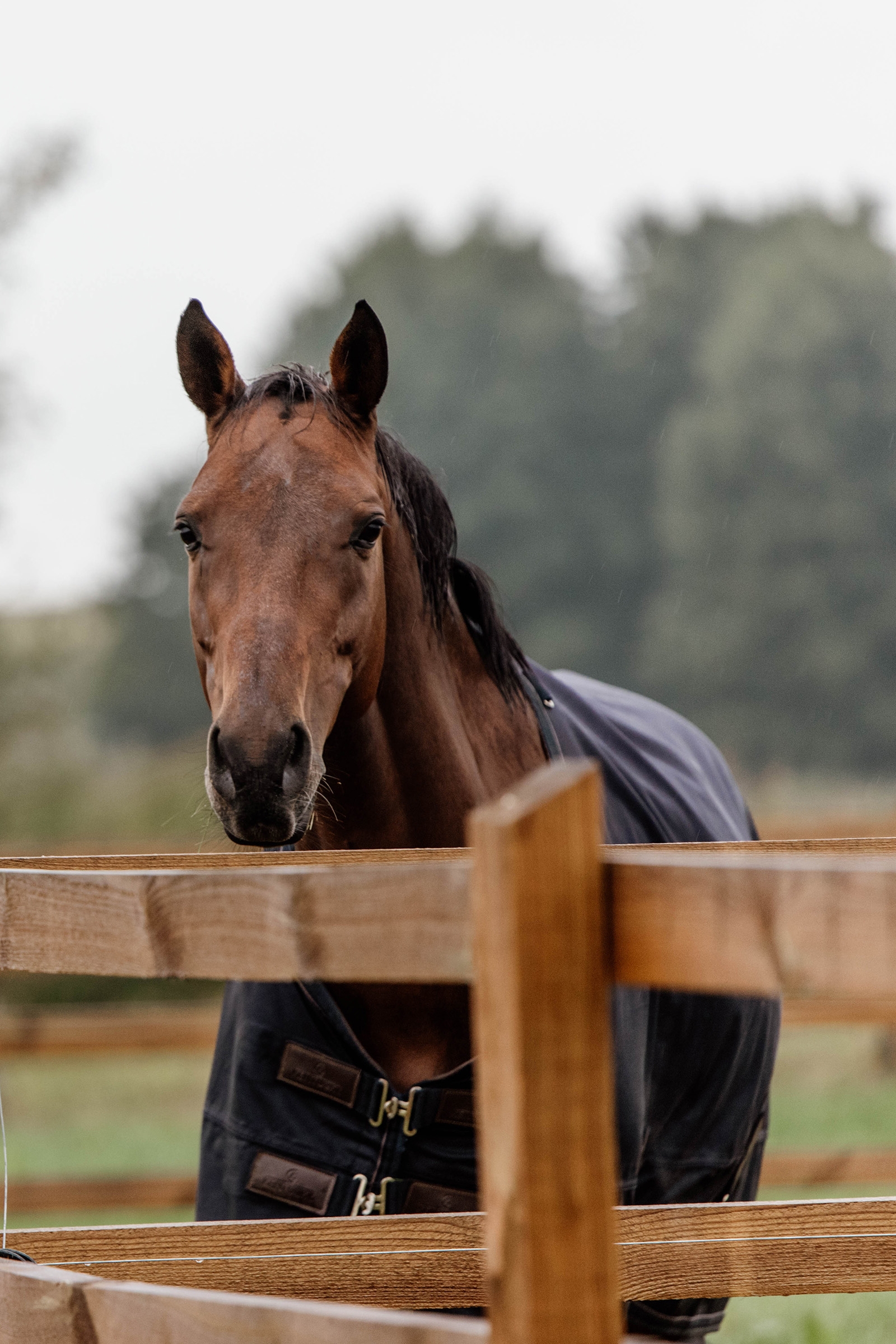 Couverture de Paddock Kentucky Horsewear 300gr