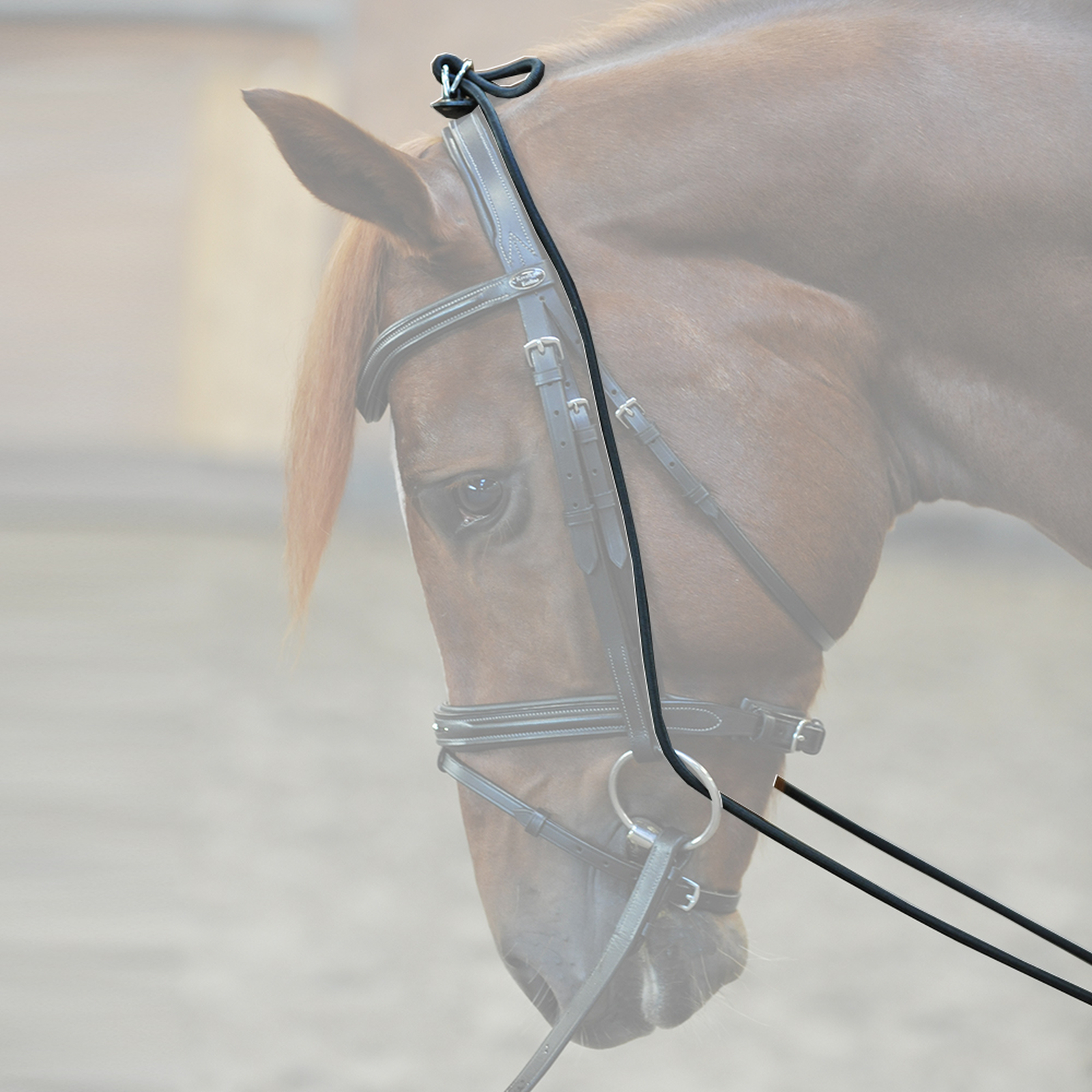 Enr&ecirc;nement &eacute;lastique "Bungee" Kavalkade