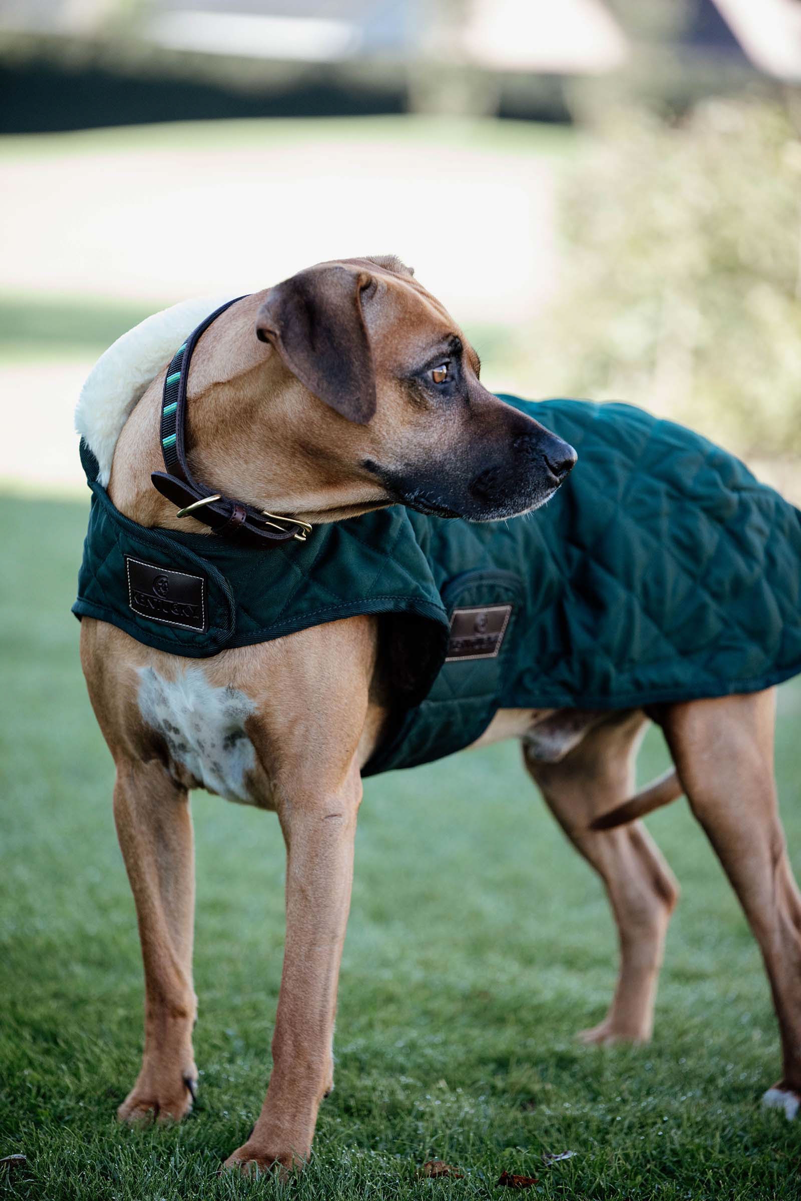 Dark Green Manteau pour chien Kentucky Dogwear