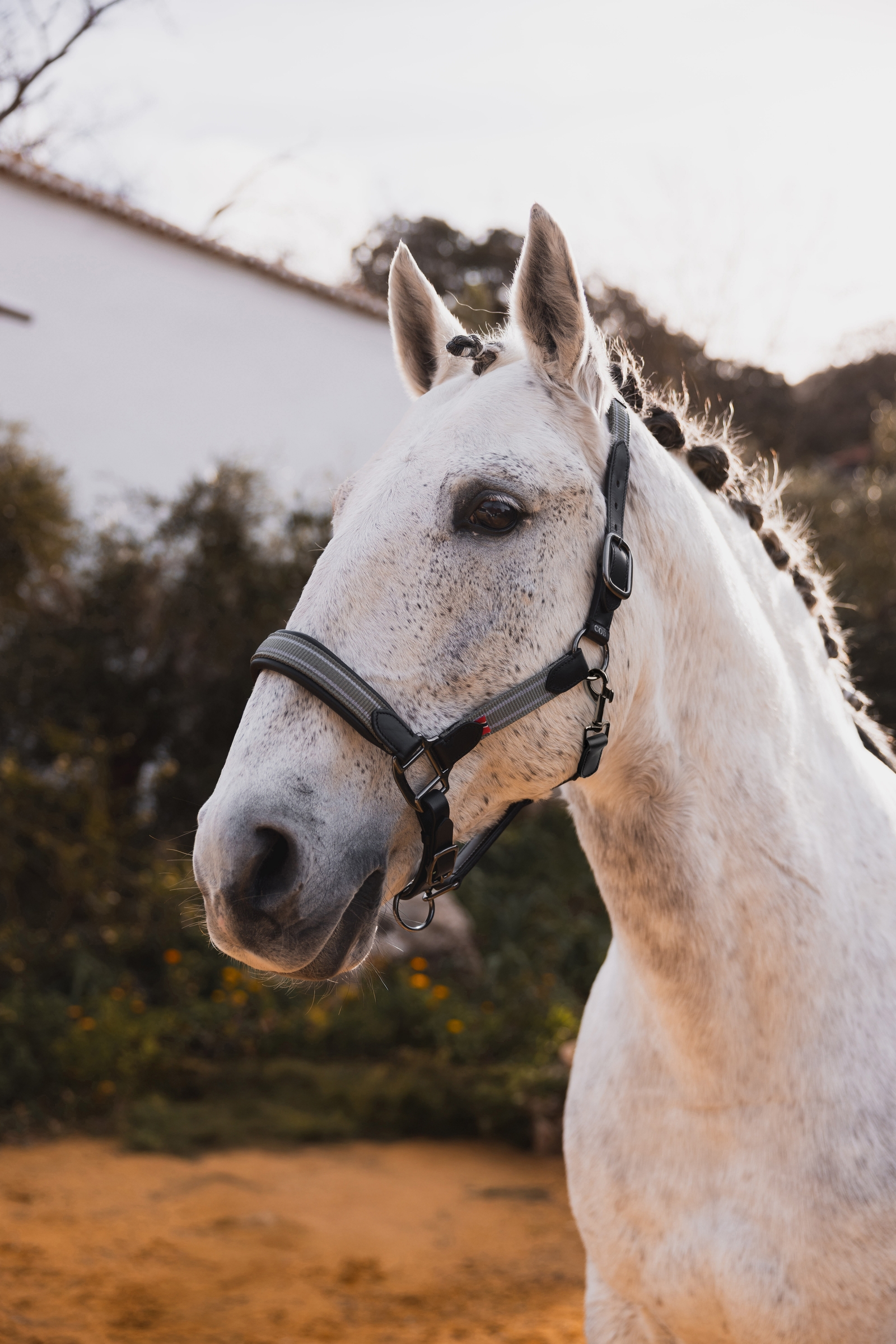 B Vertigo Lennox licol en cuir