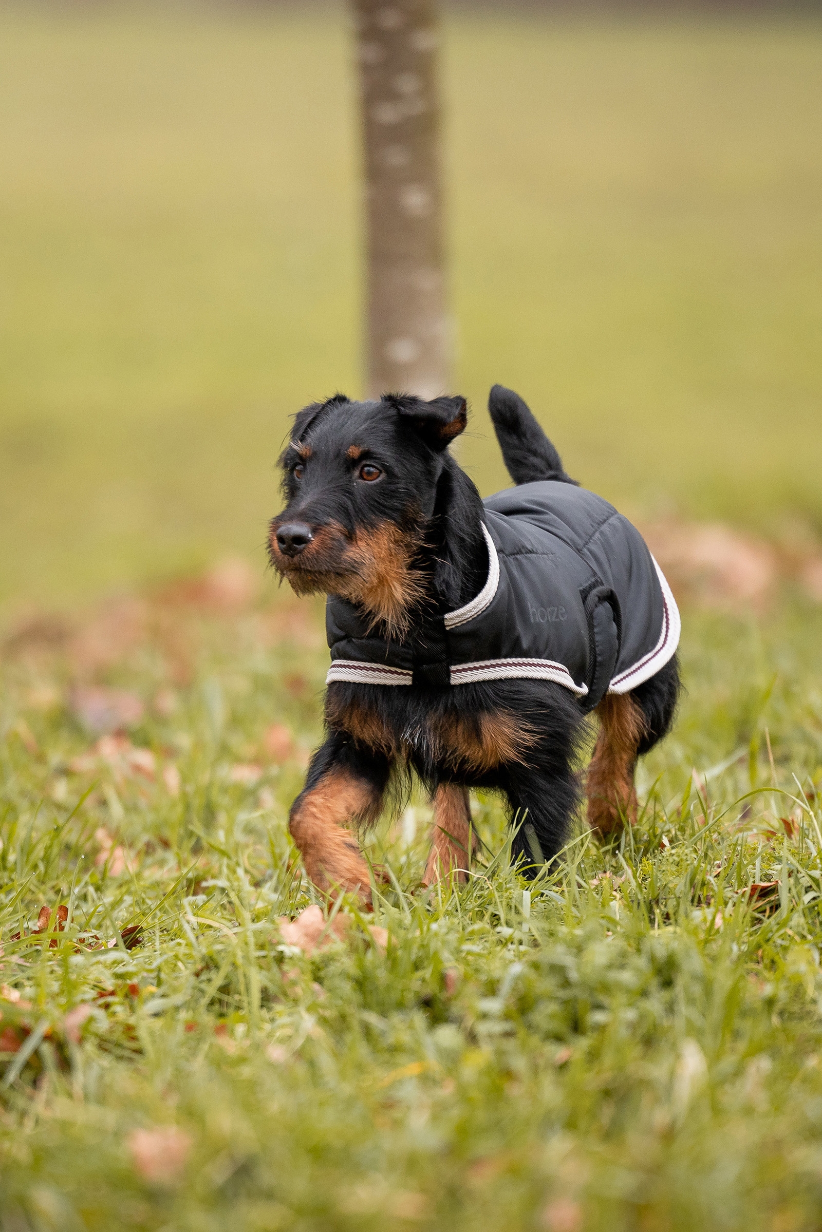 Couverture pour chien Horze Sudbury 2 en 1, 0 g, 100 g