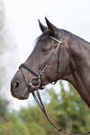 Kieffer Ultrasoft® Bridle