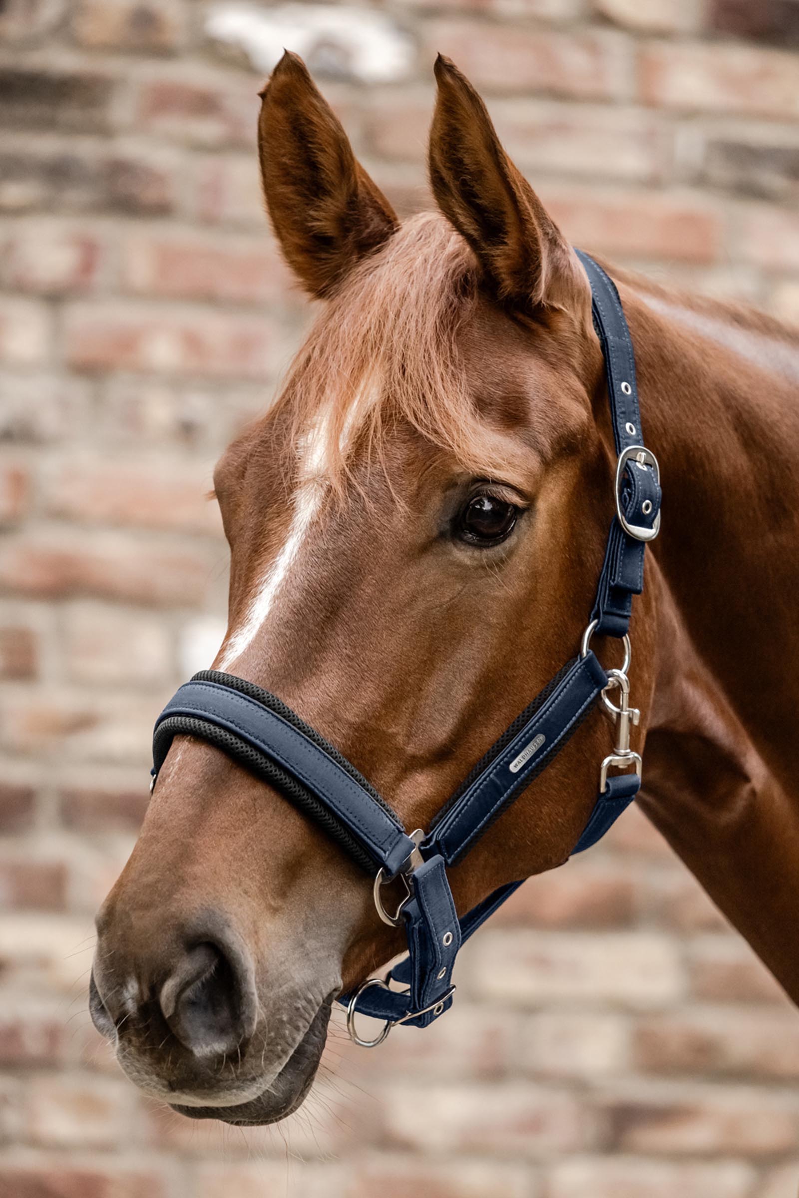 Waldhausen Breath Maille Licol